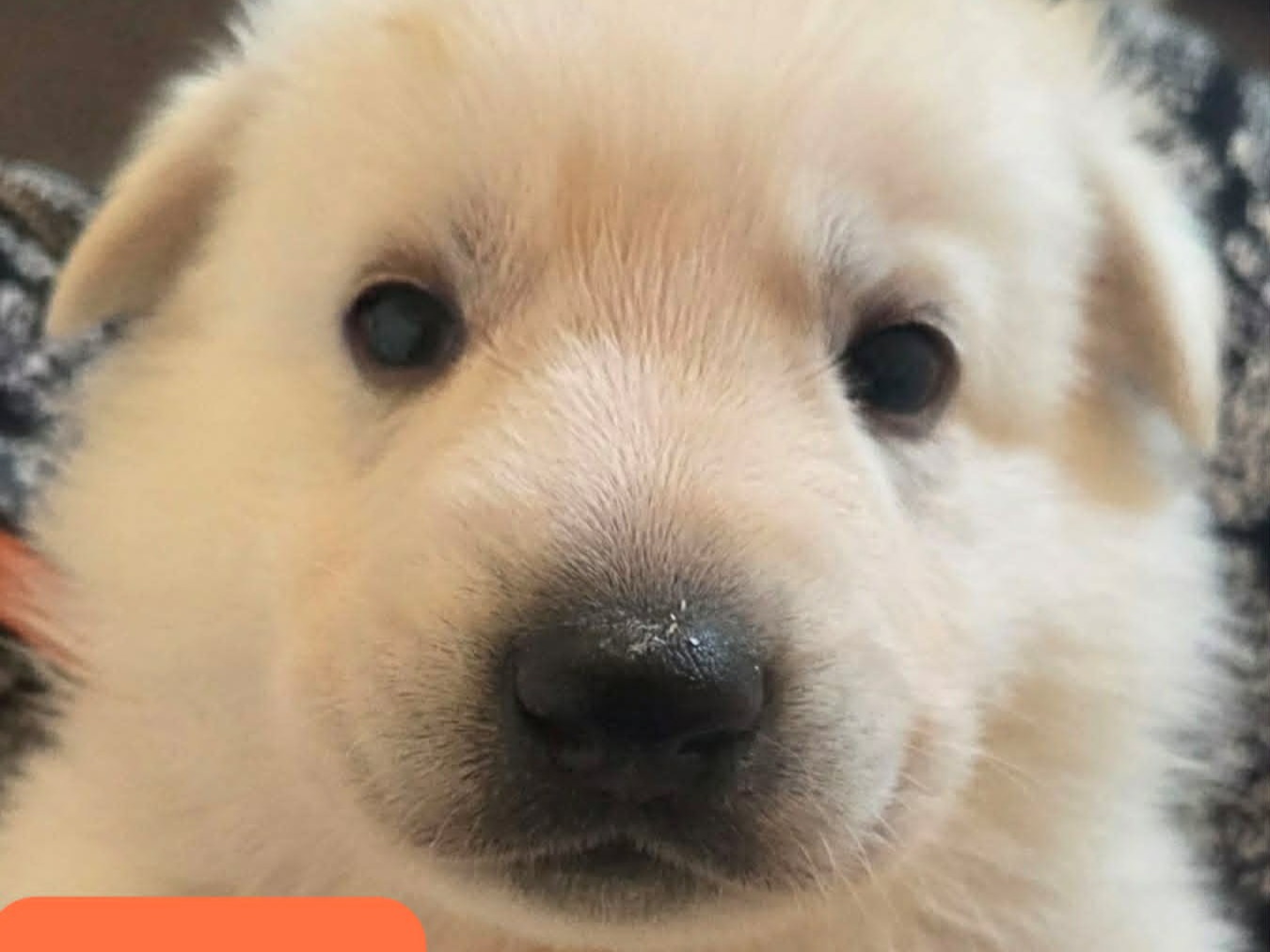 puppy