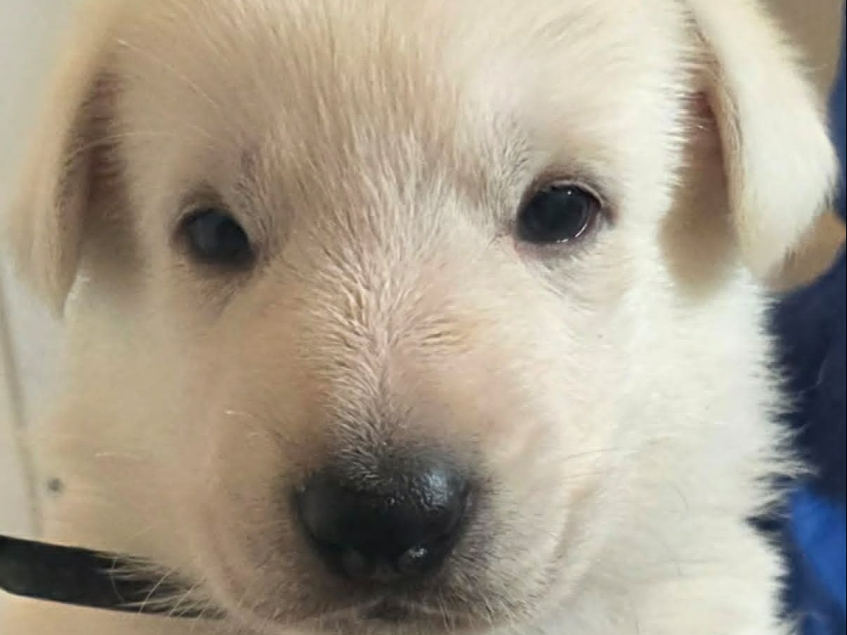 puppy