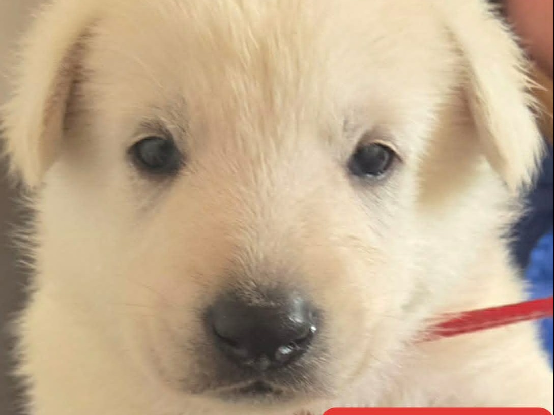 puppy