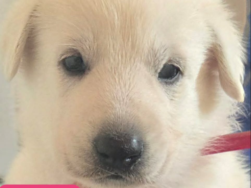 puppy