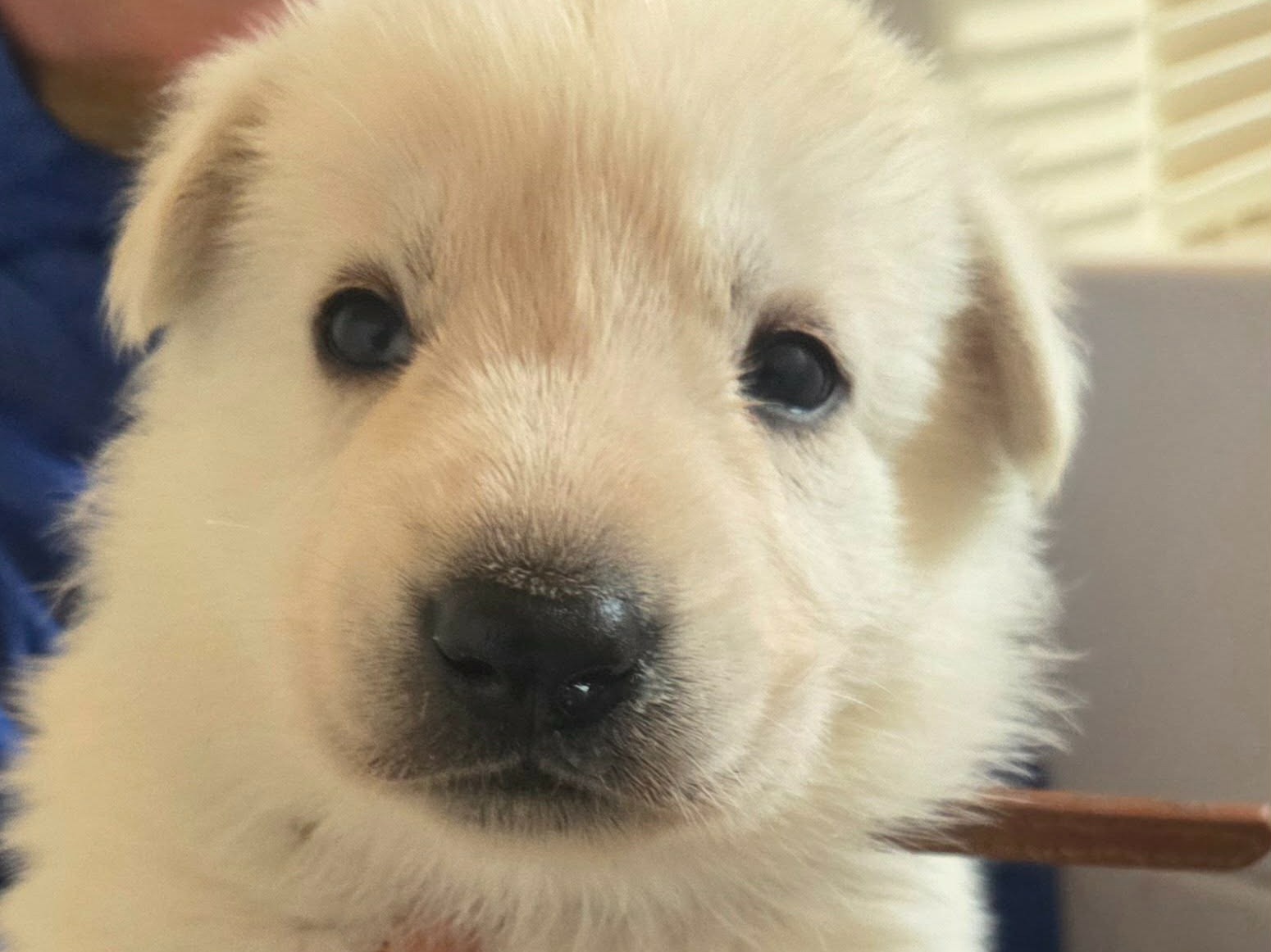 puppy