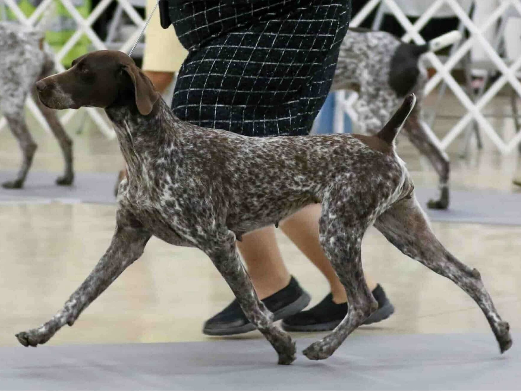 Dog Lizzie