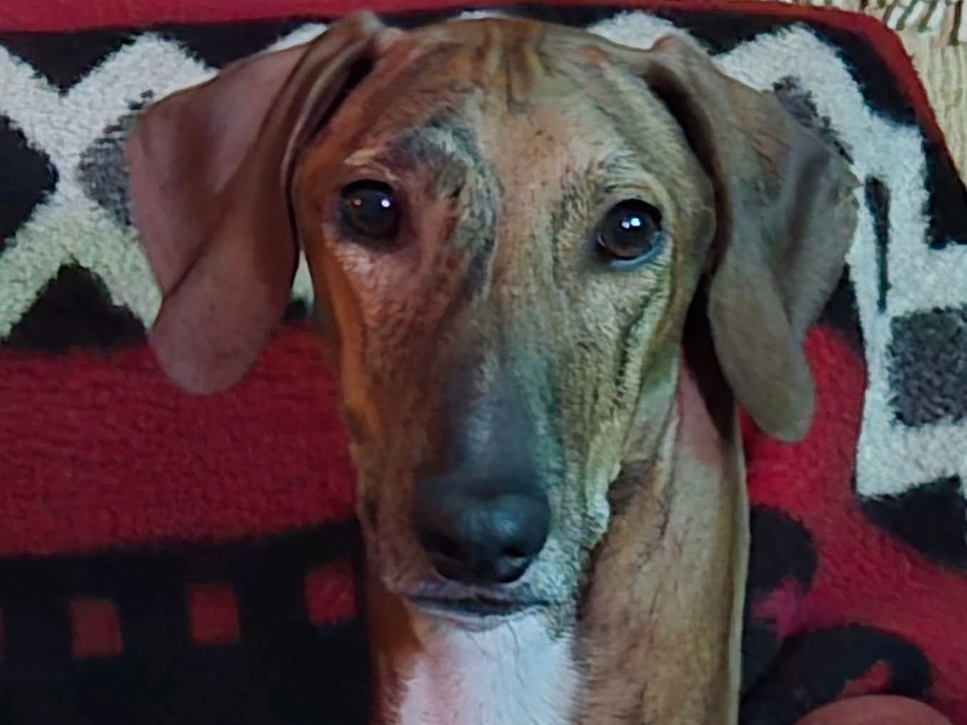 Dog Gitchie