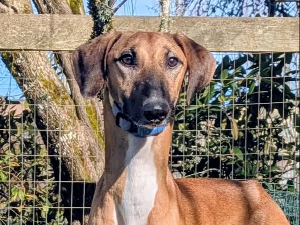 Dog Tamotait
