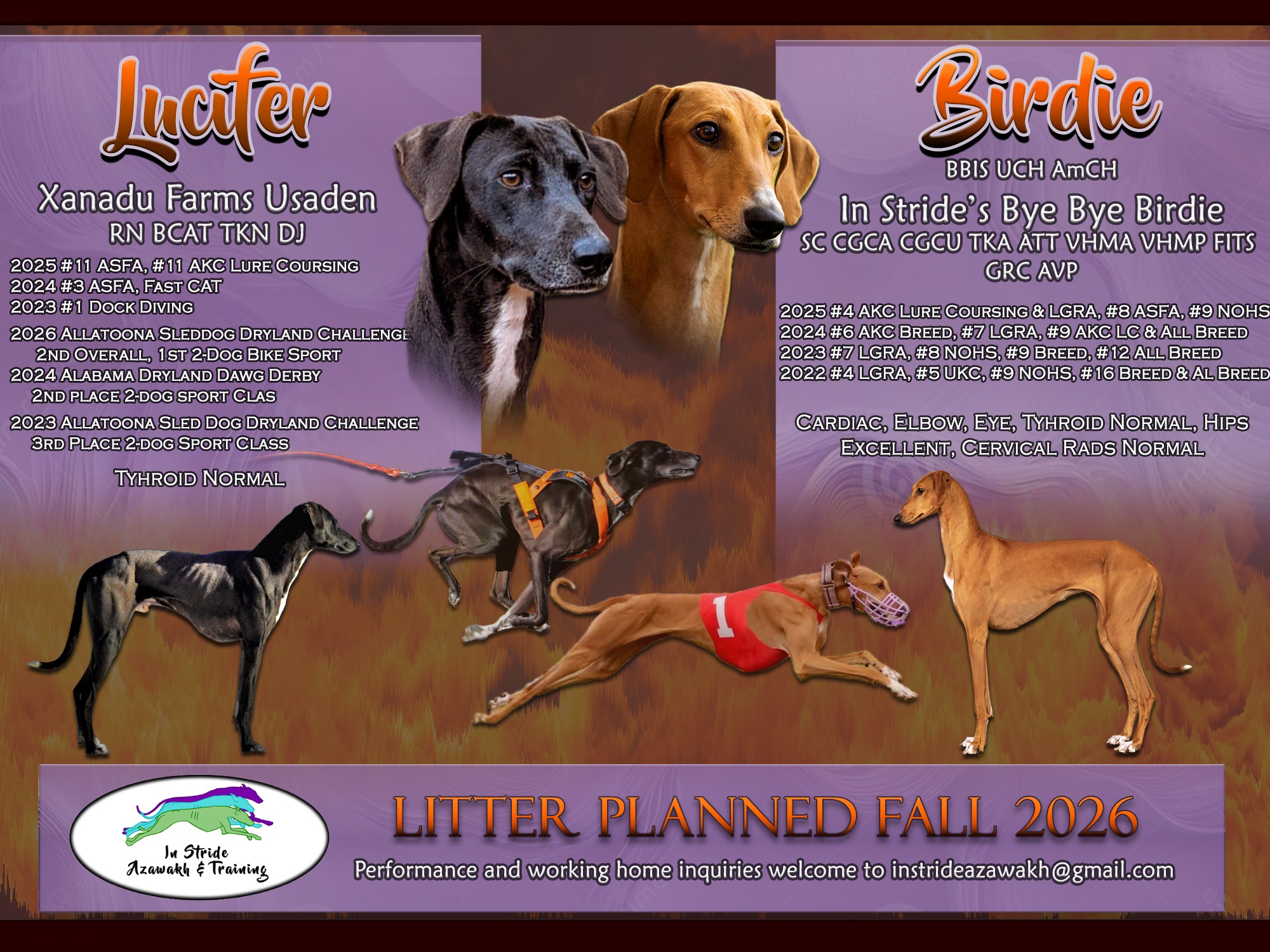 Litter Lucifer x Birdie