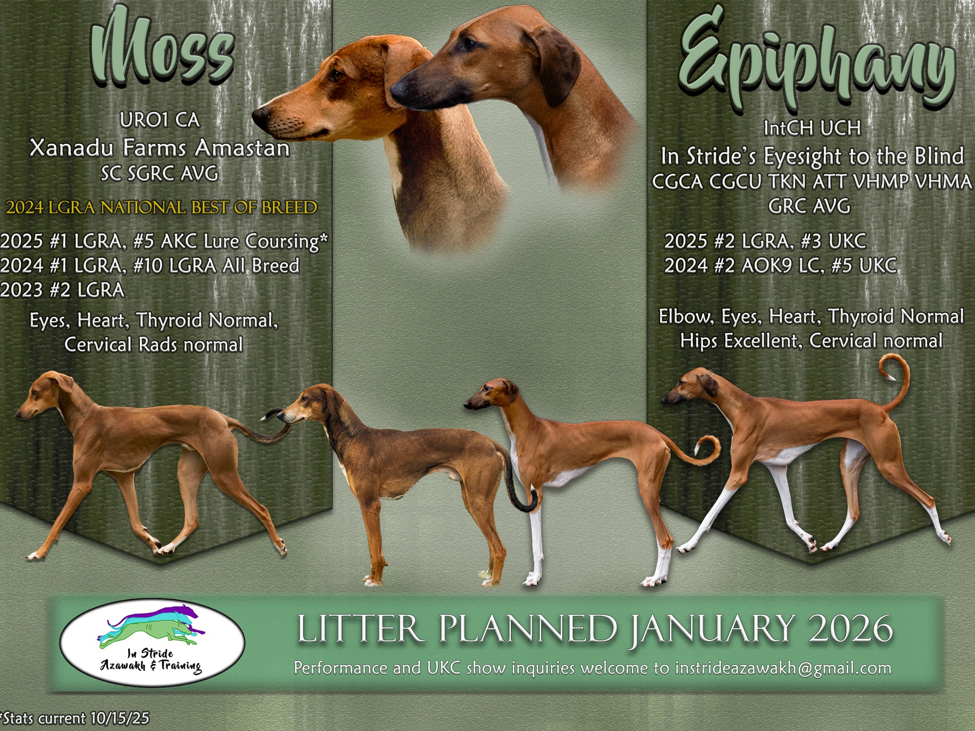 Litter Moss x Epiphany