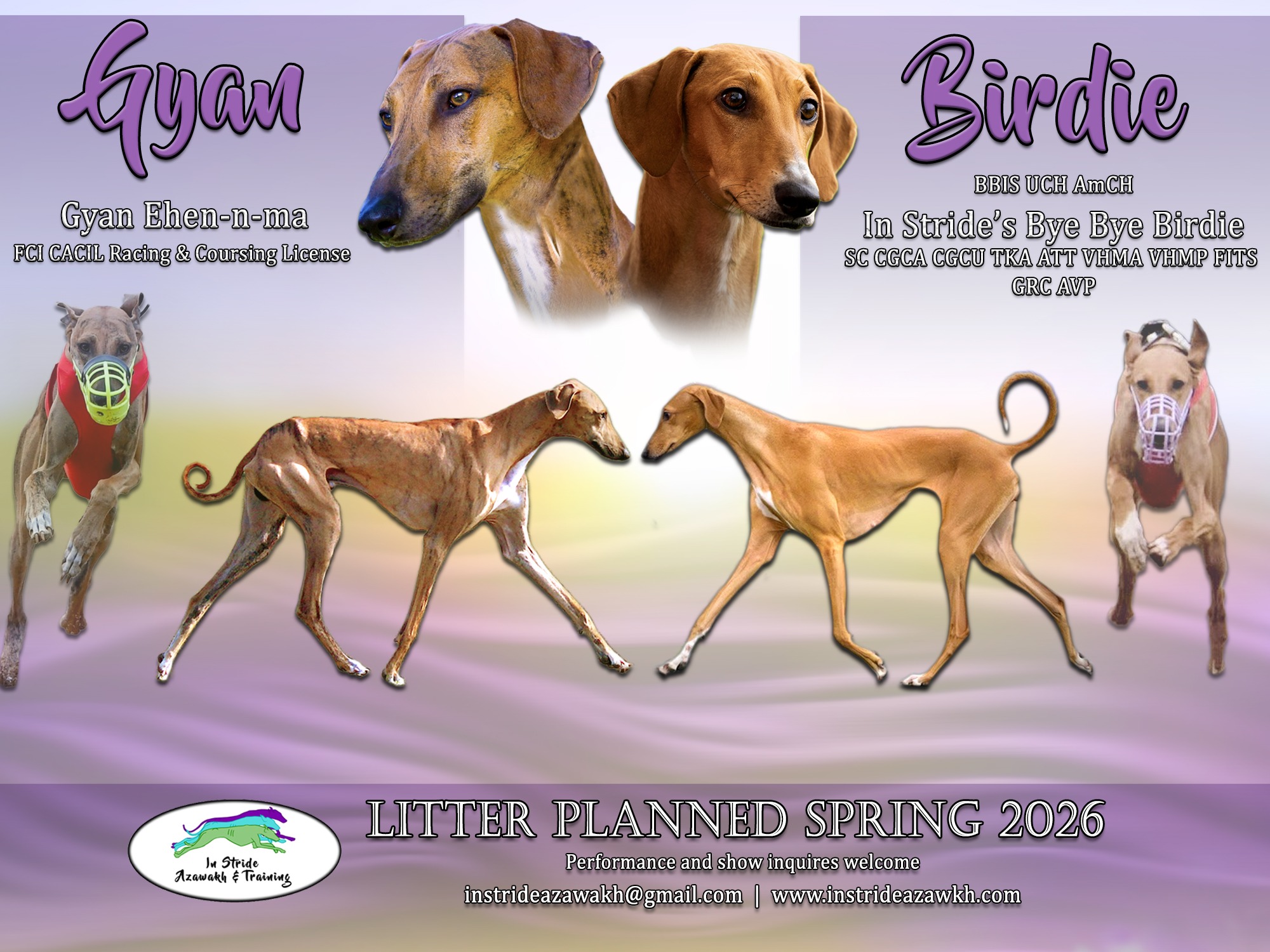 Litter Gyan x Birdie