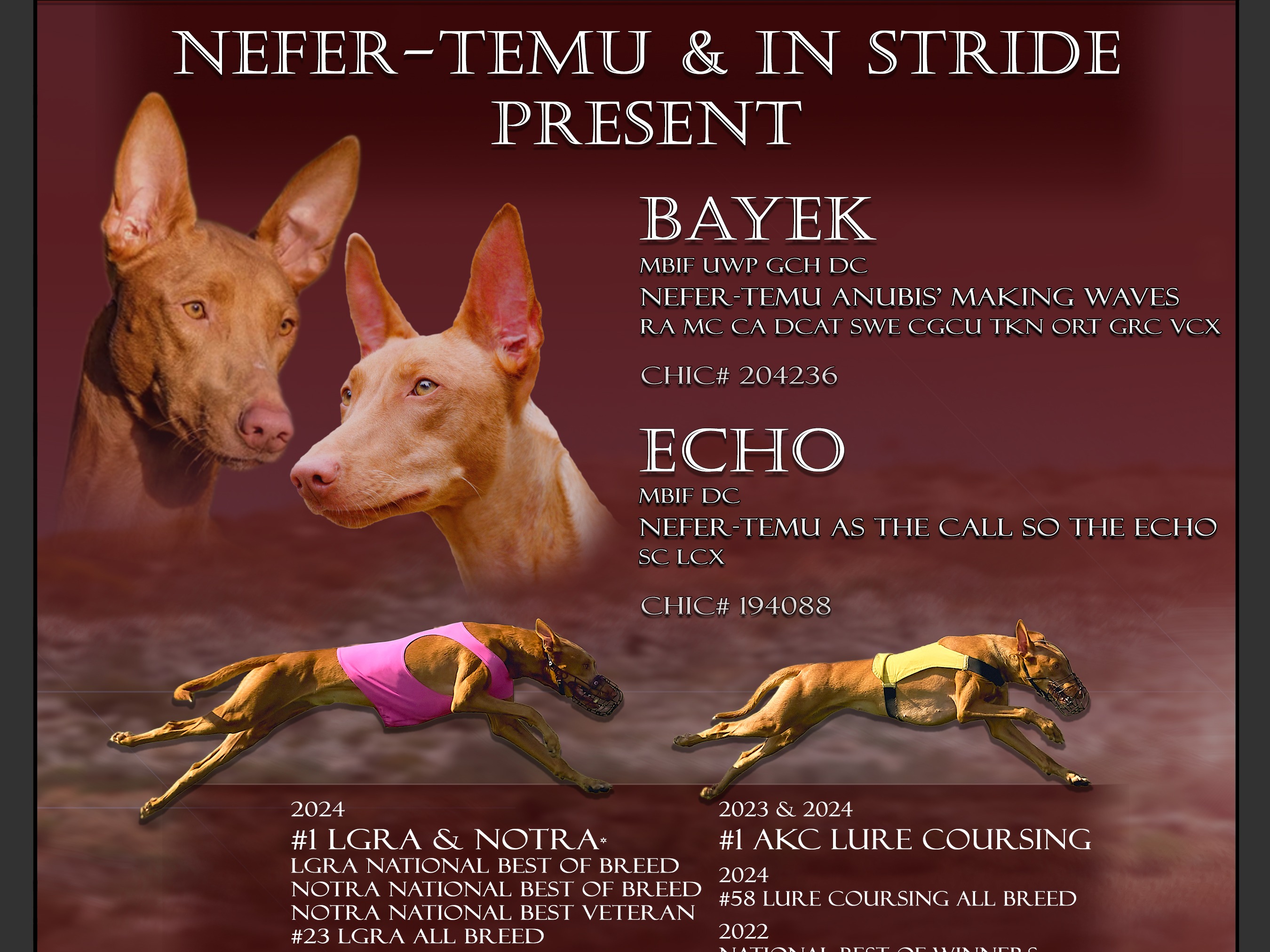 Litter Bayek  x Echo