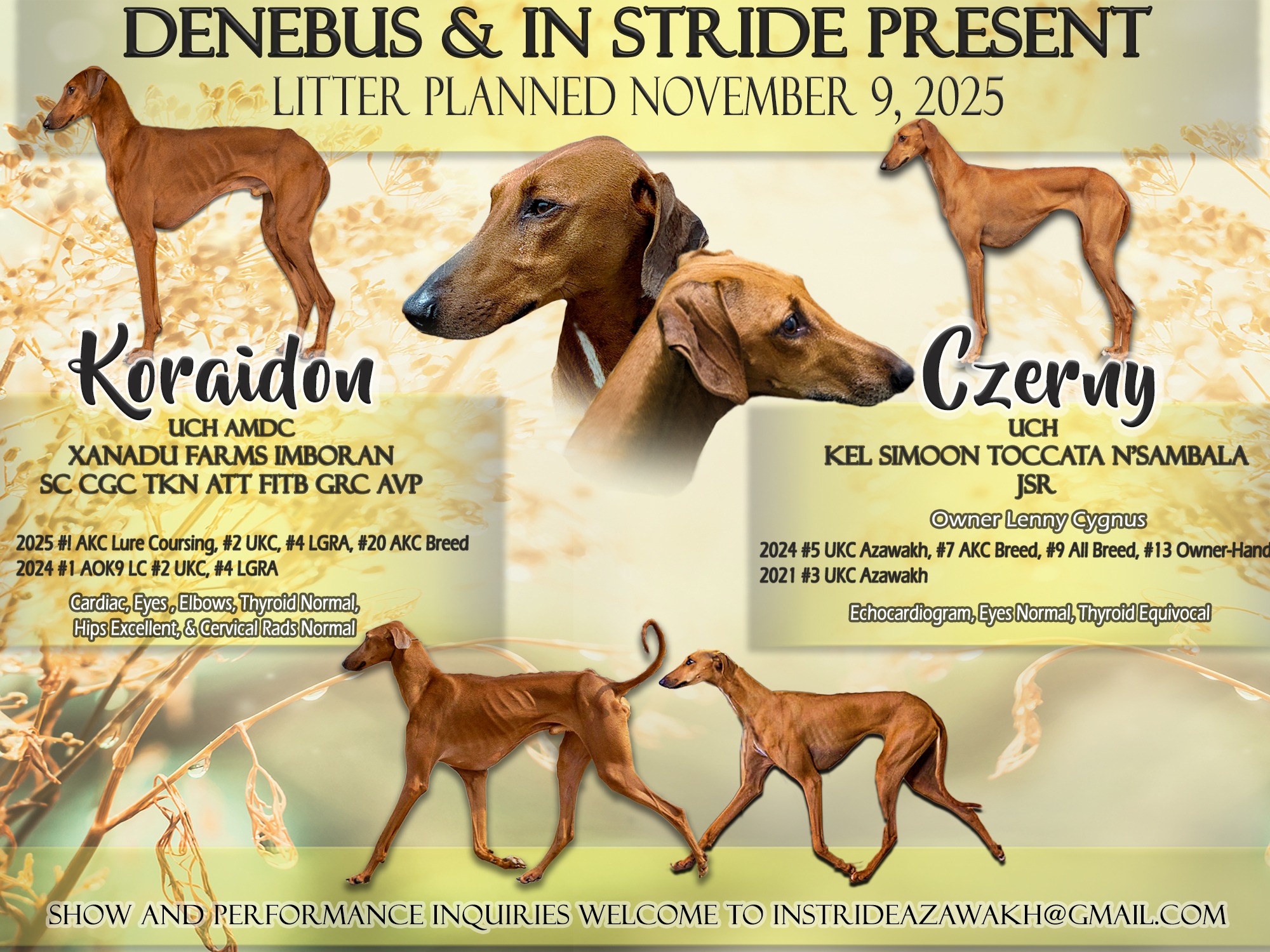 Litter Koraidon x Czerny