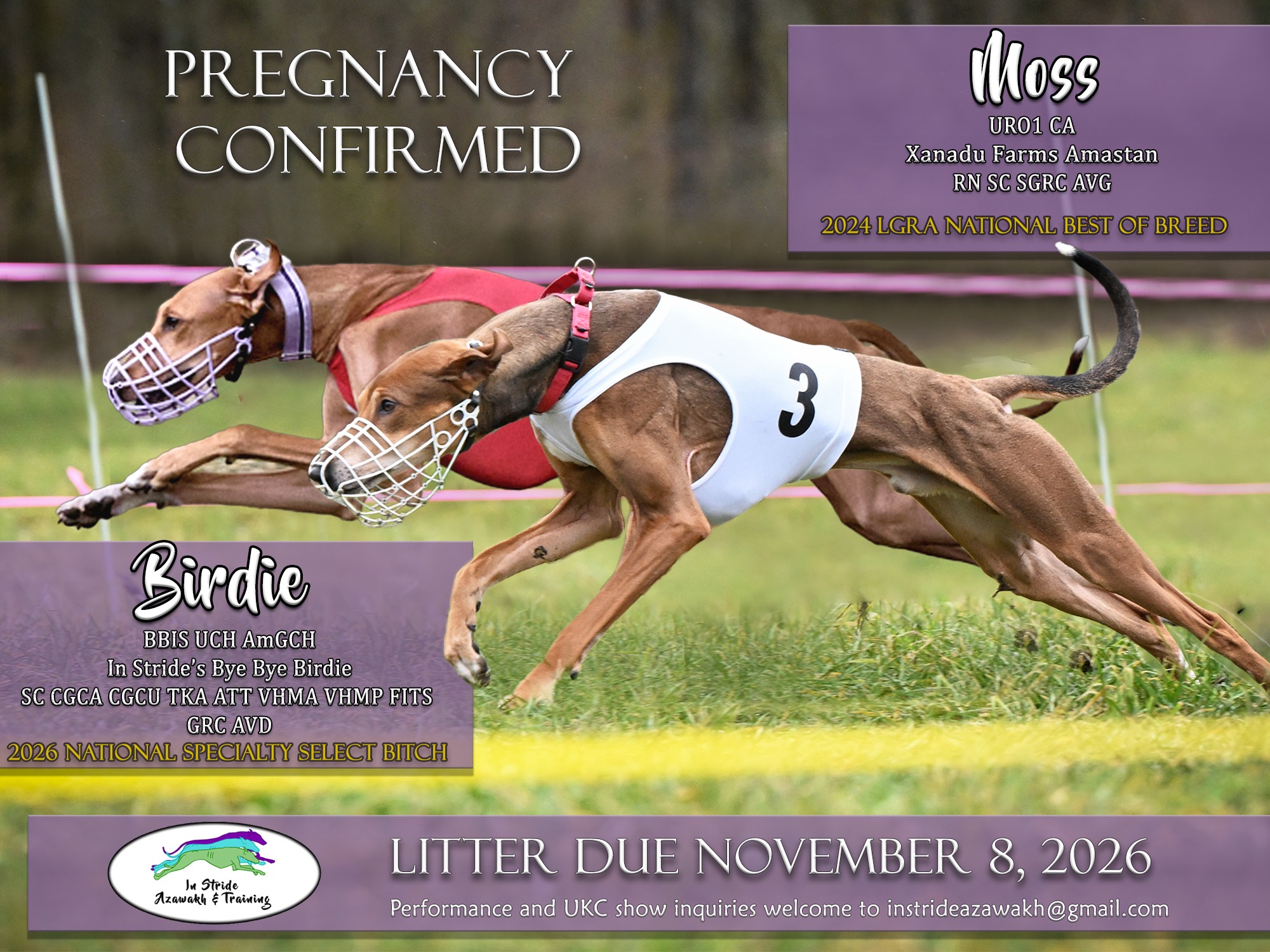 Litter Moss x Birdie