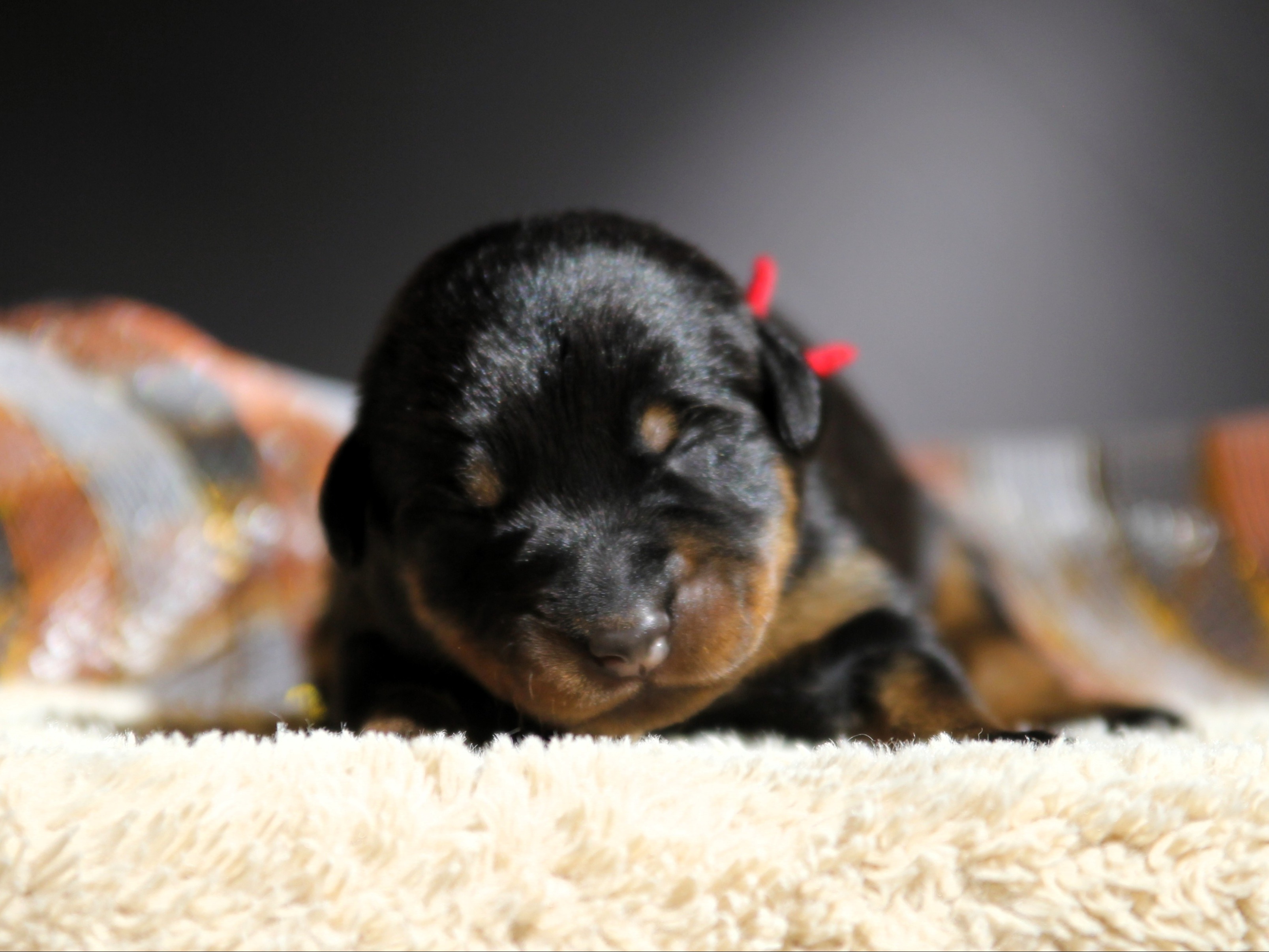 Litter Murphy x Swish