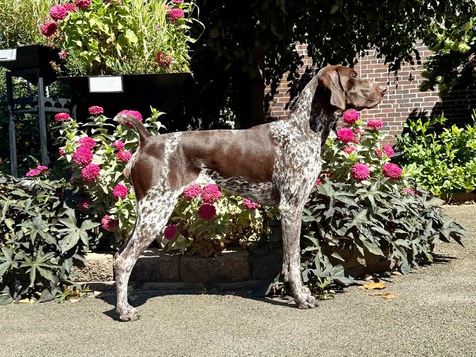 Dog Veda