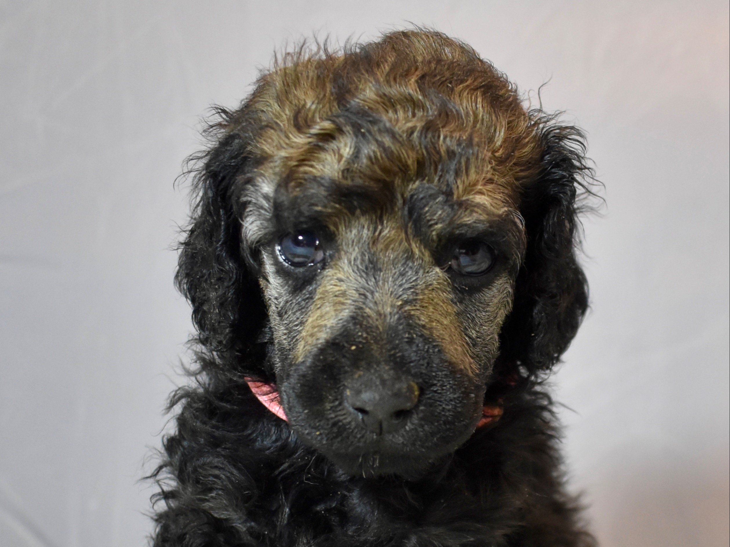 puppy