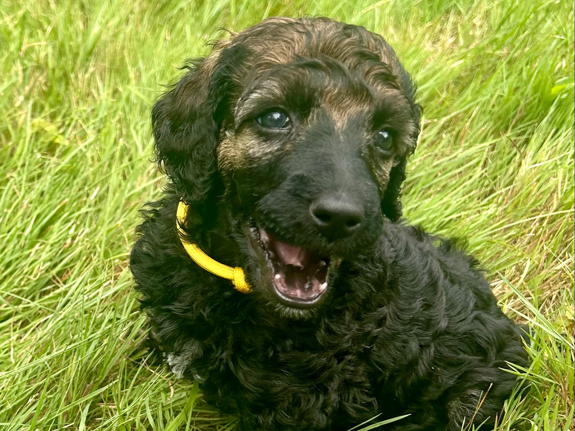 puppy