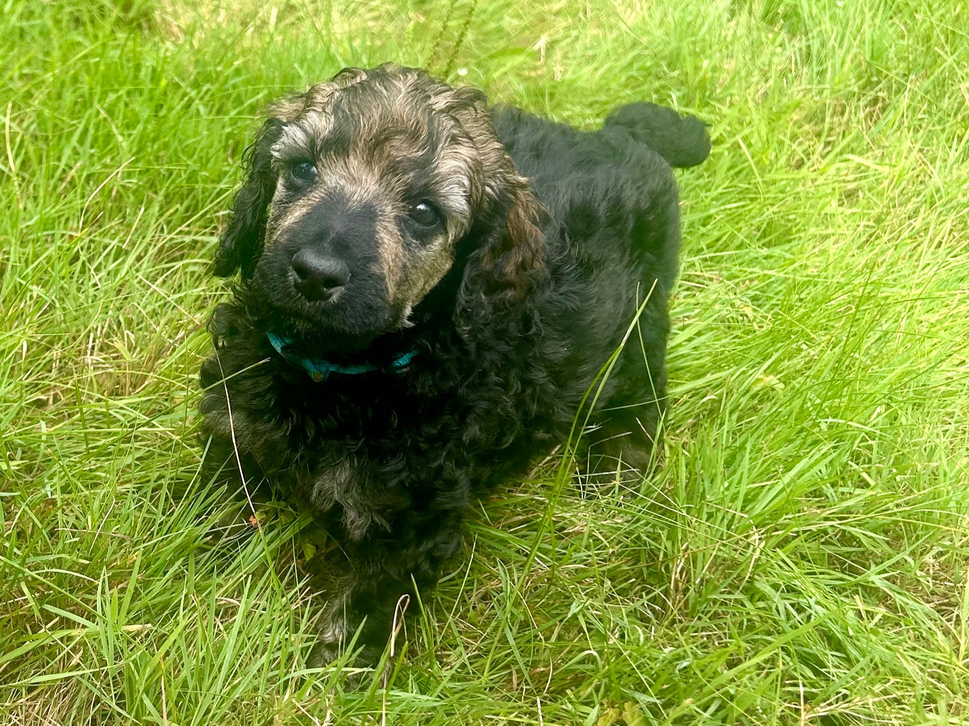 puppy