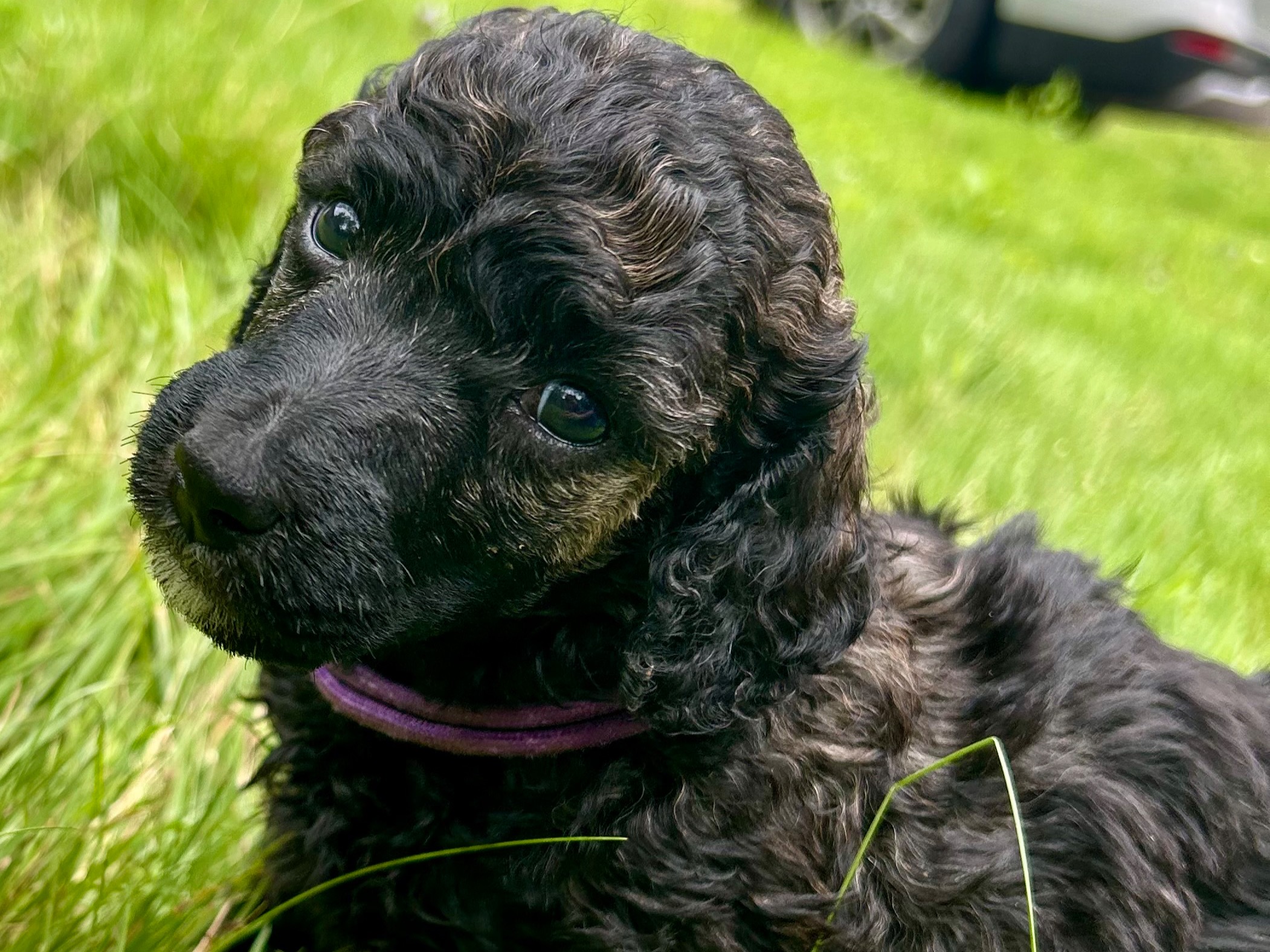 puppy