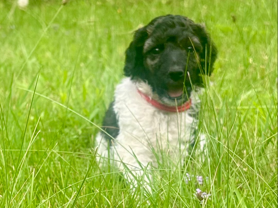 puppy