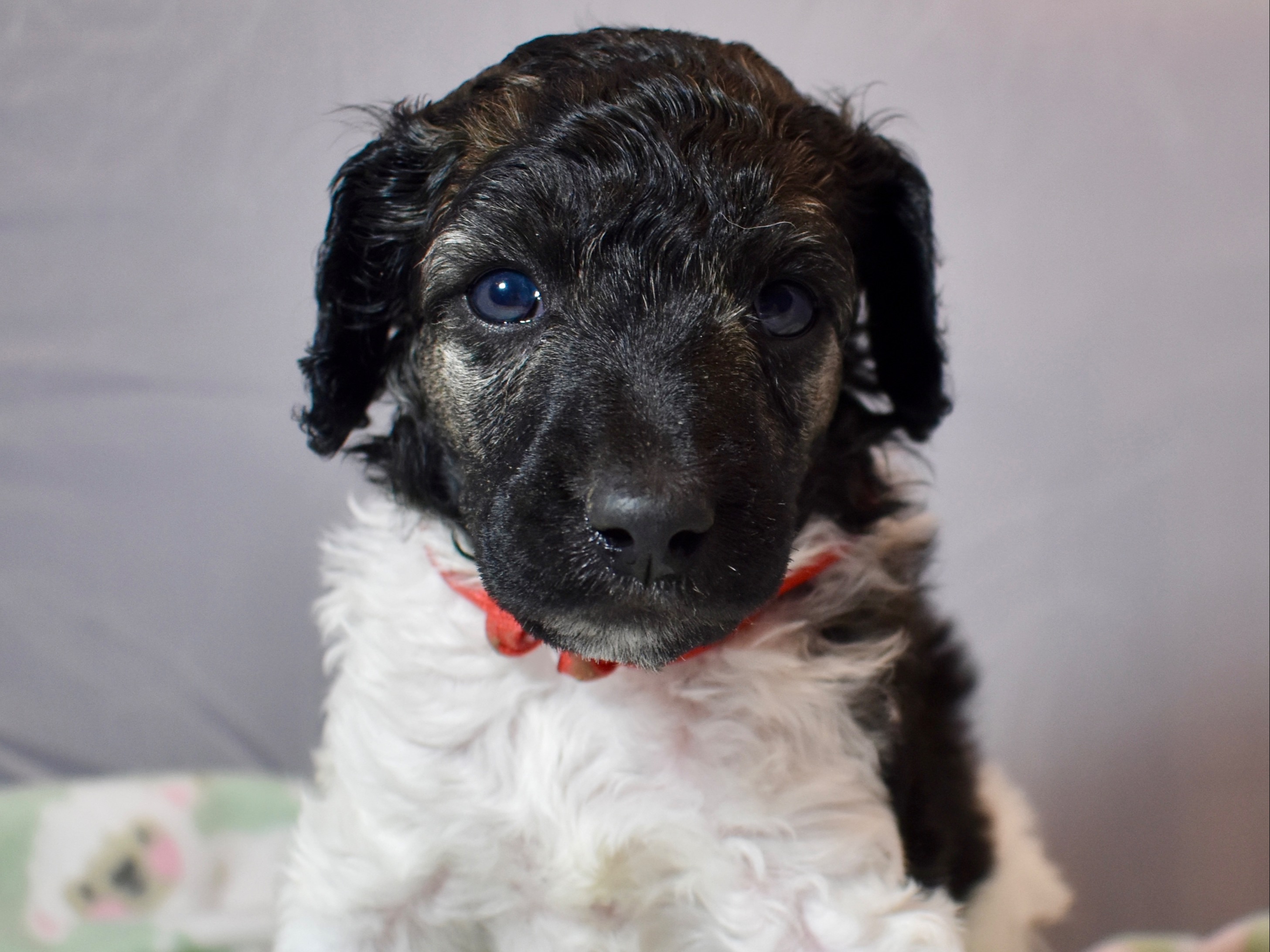 Puppy Preview 4