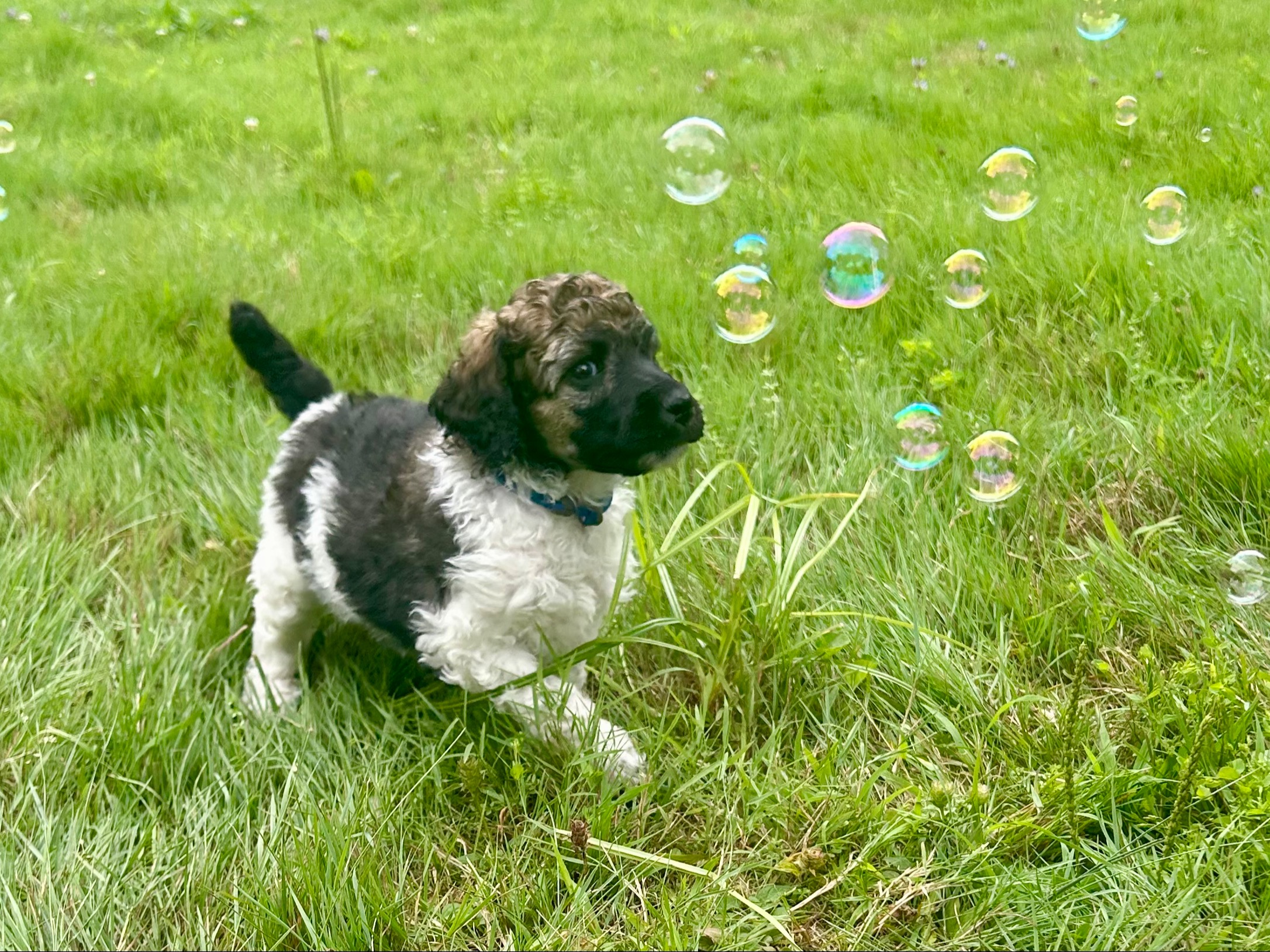 puppy