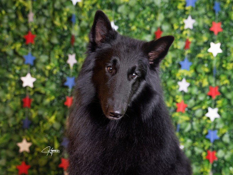 Dog Damon