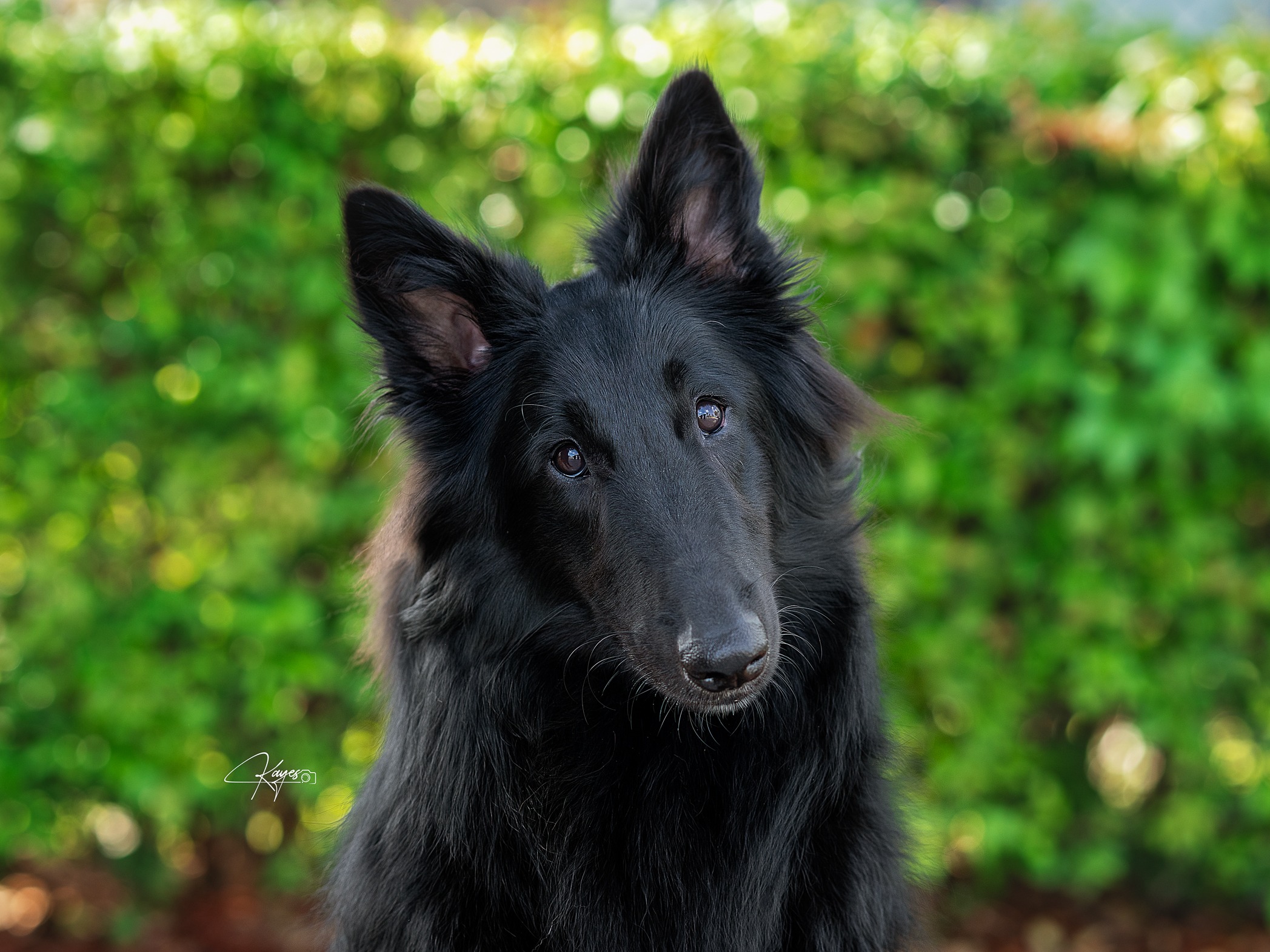 Dog Shimmer 