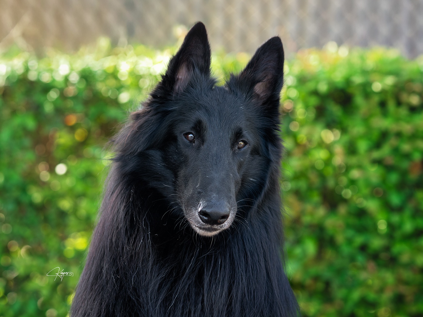 Dog Grogu