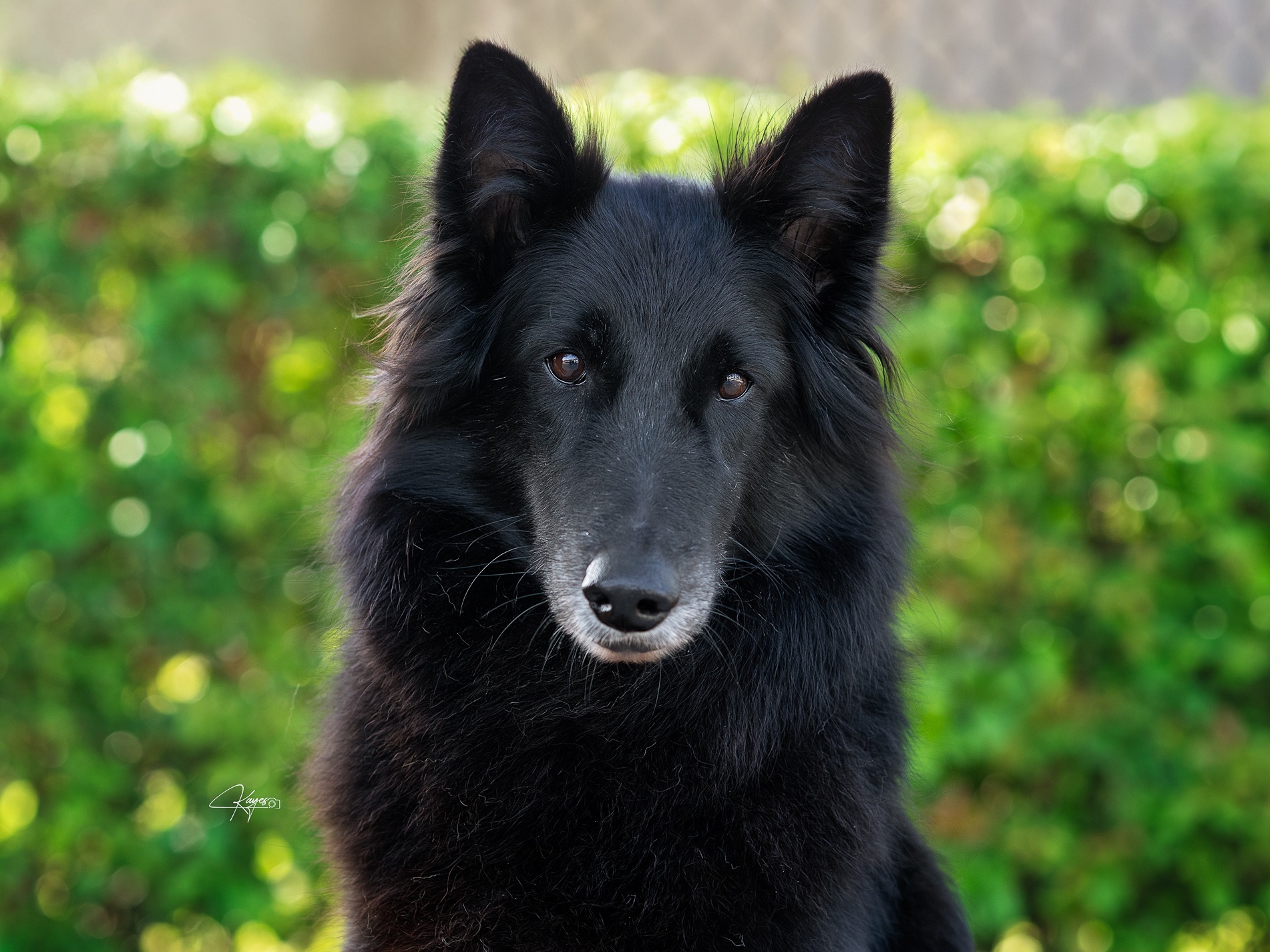 Dog Nickie