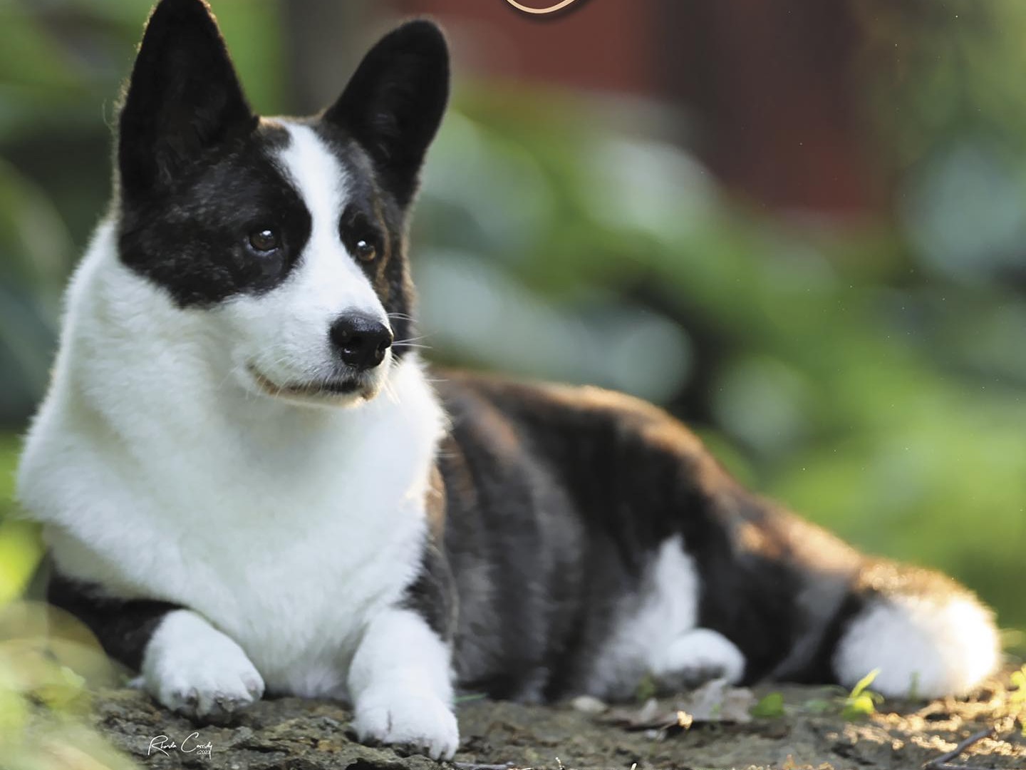 Dog Bailey