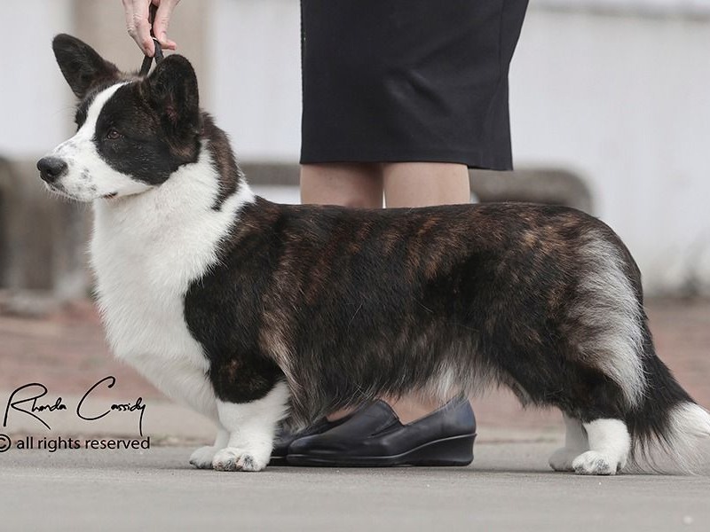 Dog Manny