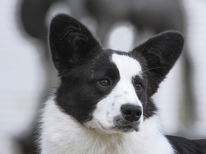 Dog Mila