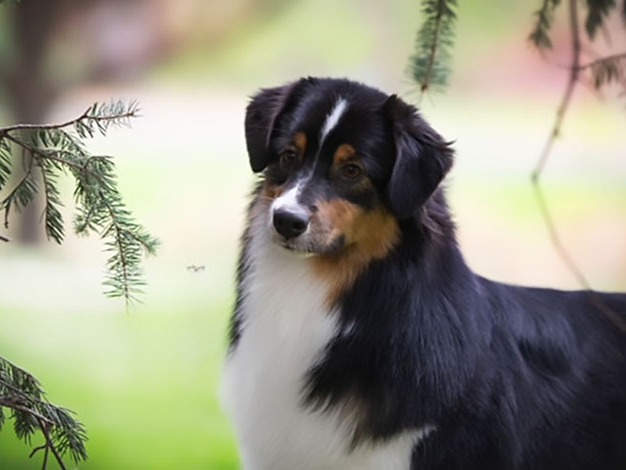 Dog Jucy