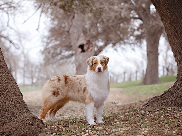 Dog Coco