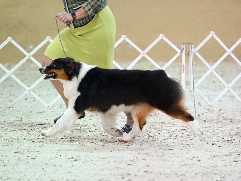 Dog Caviar