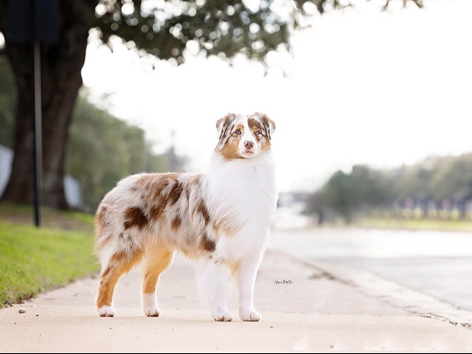 Dog Churro