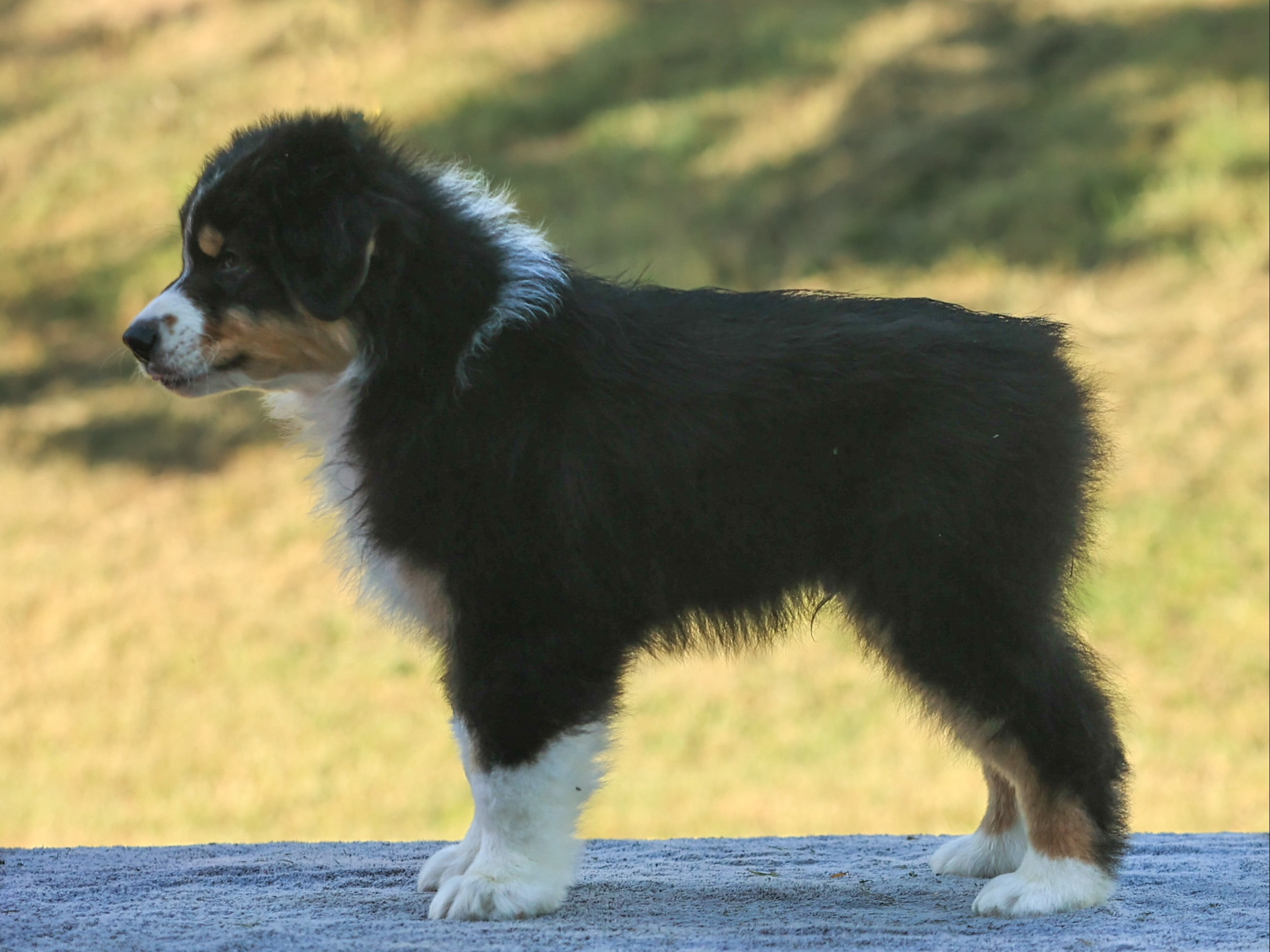 puppy