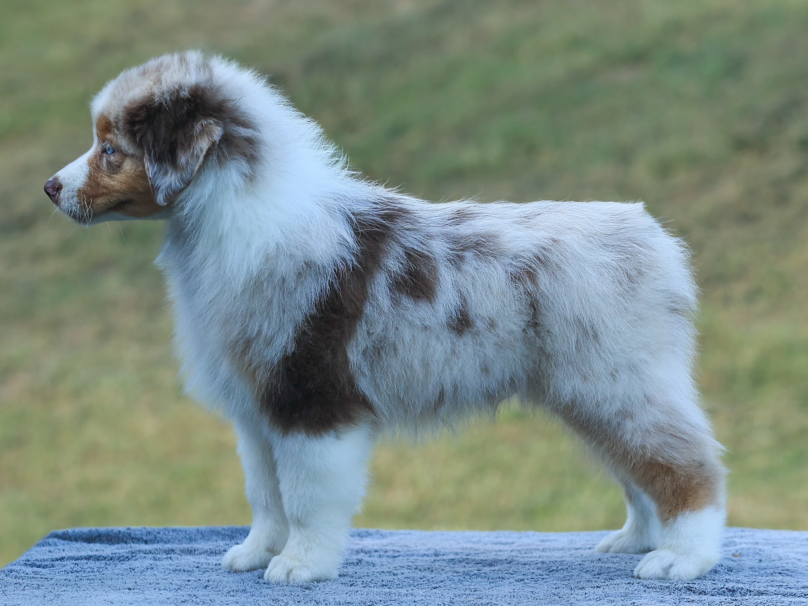 puppy