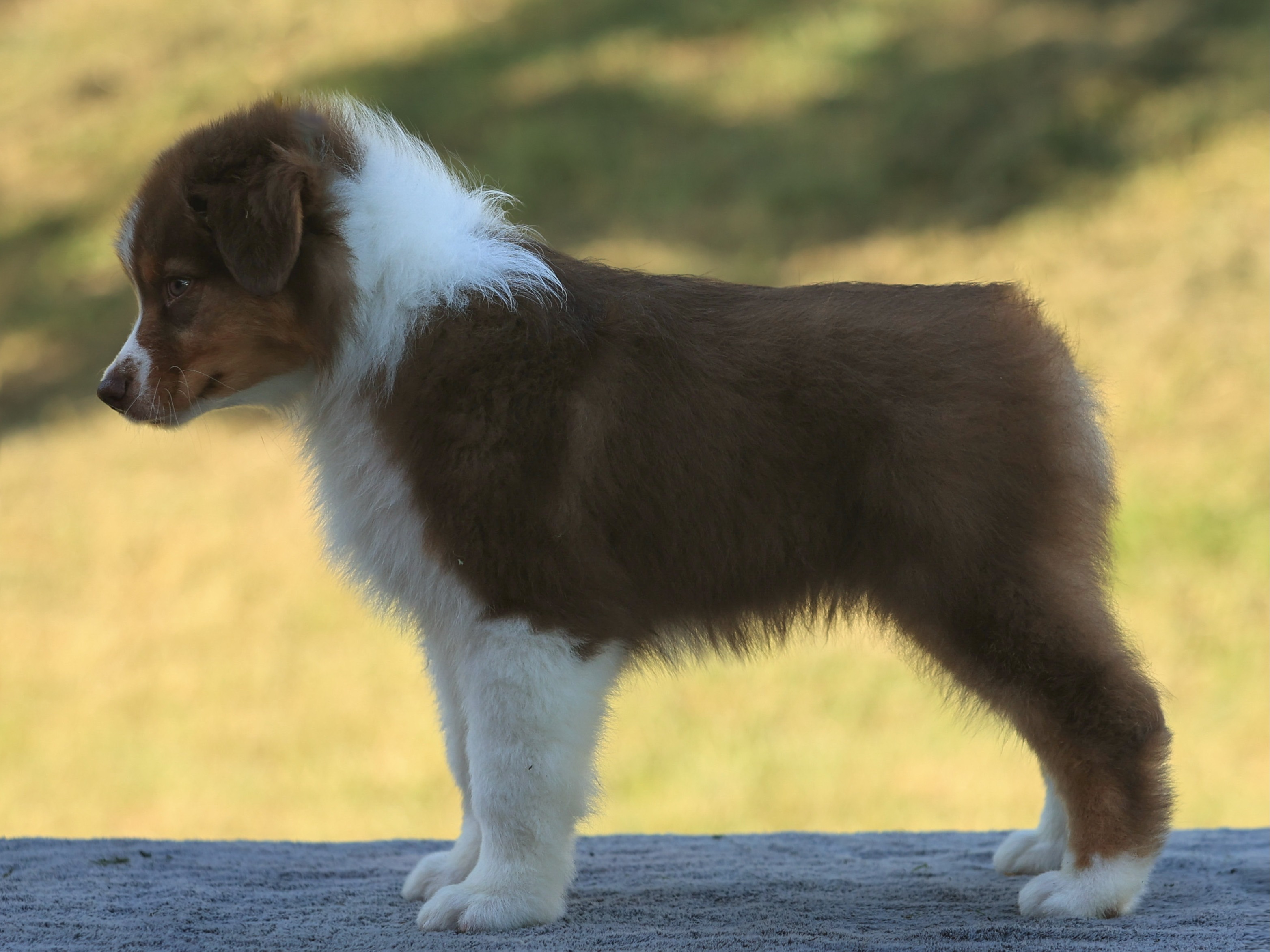 puppy