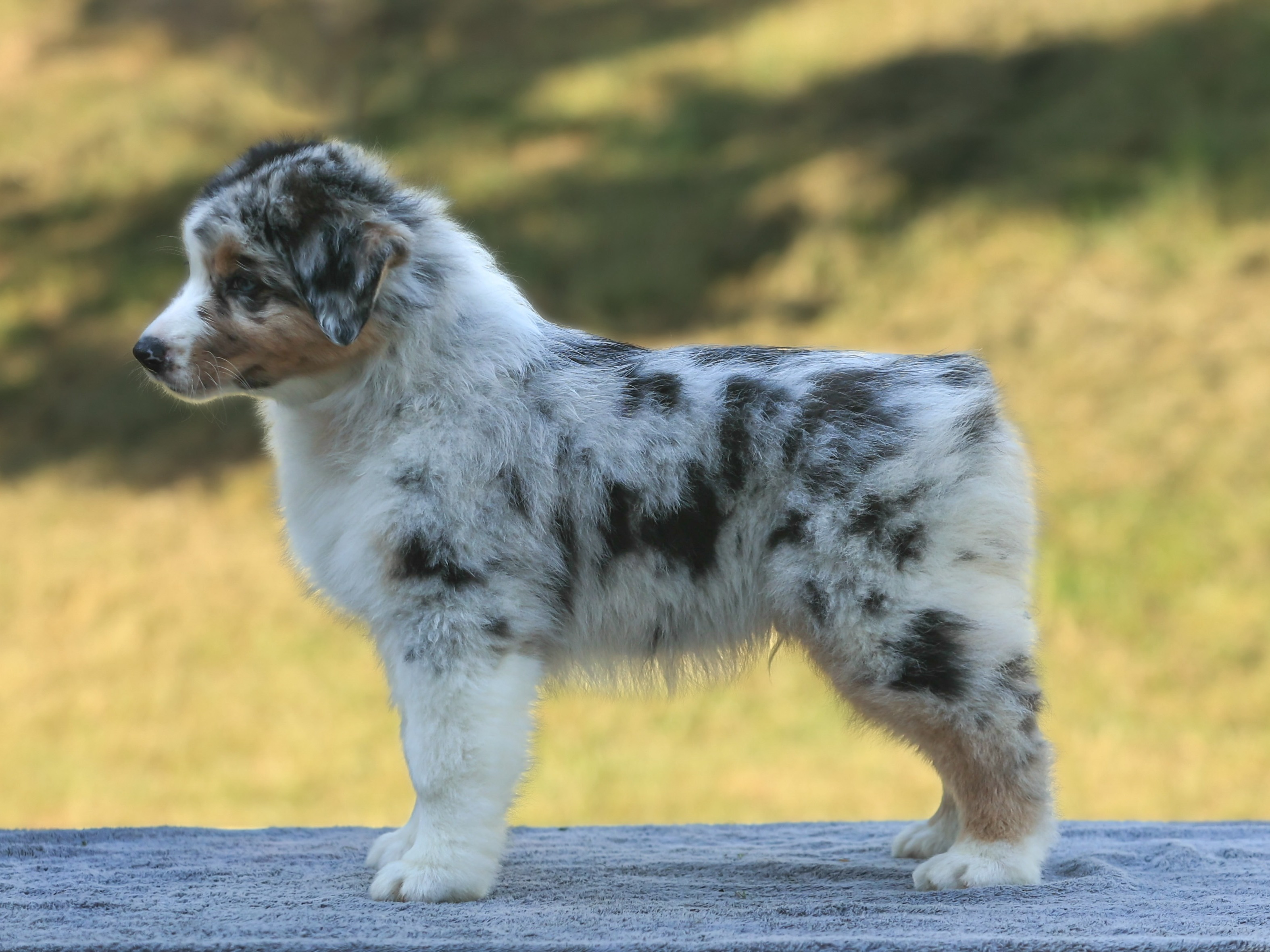 puppy