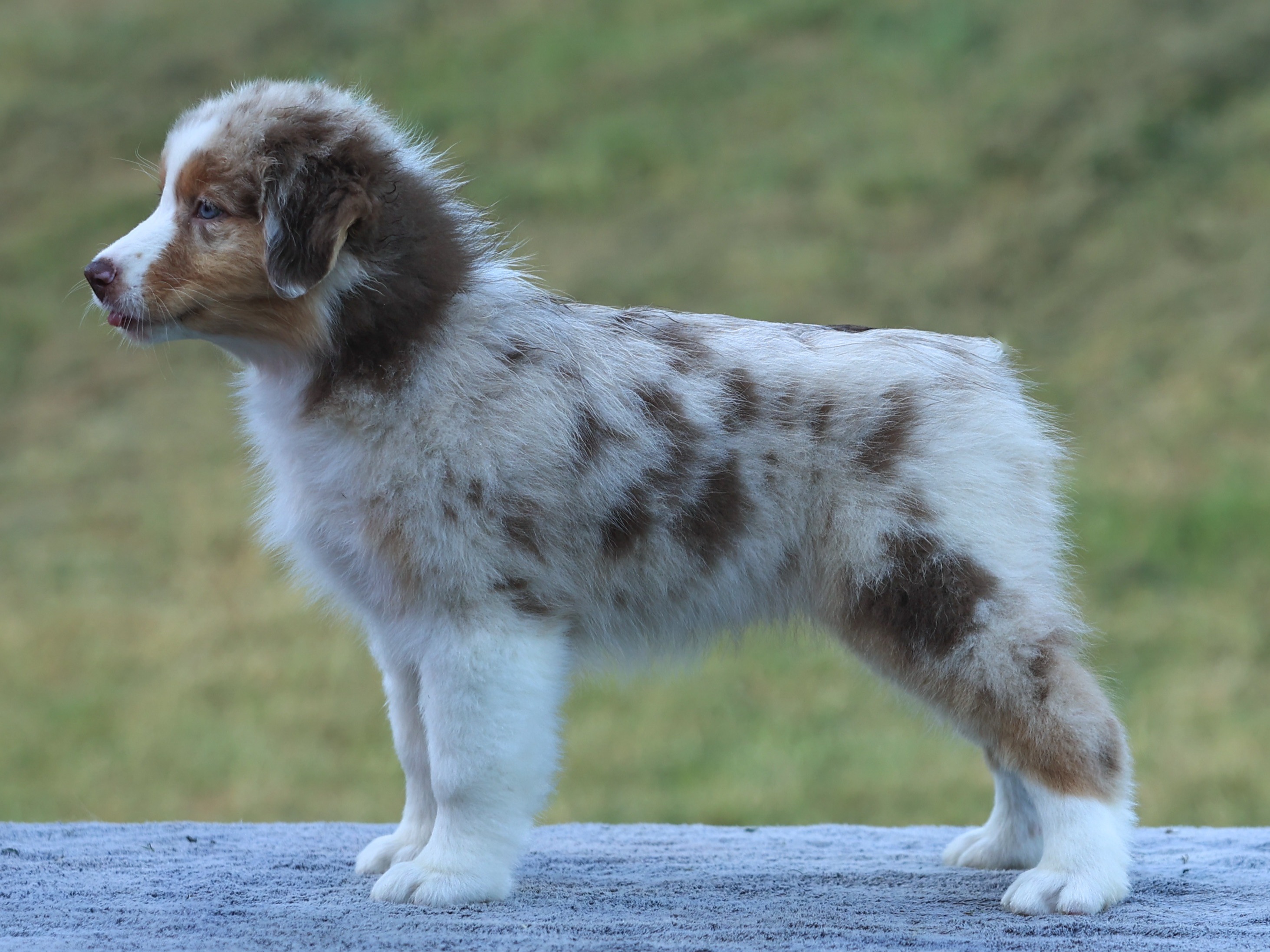 puppy