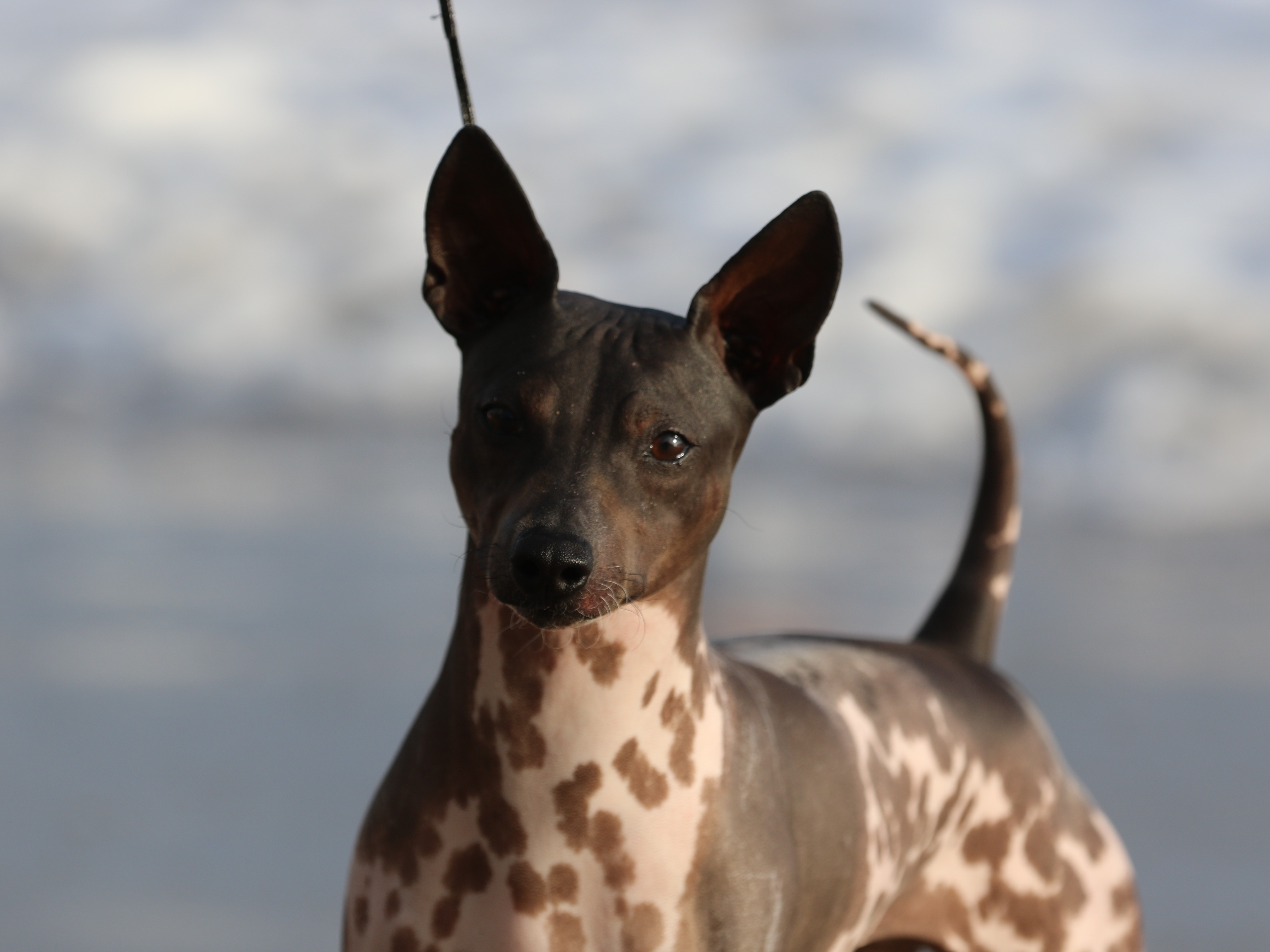 Dog Extra
