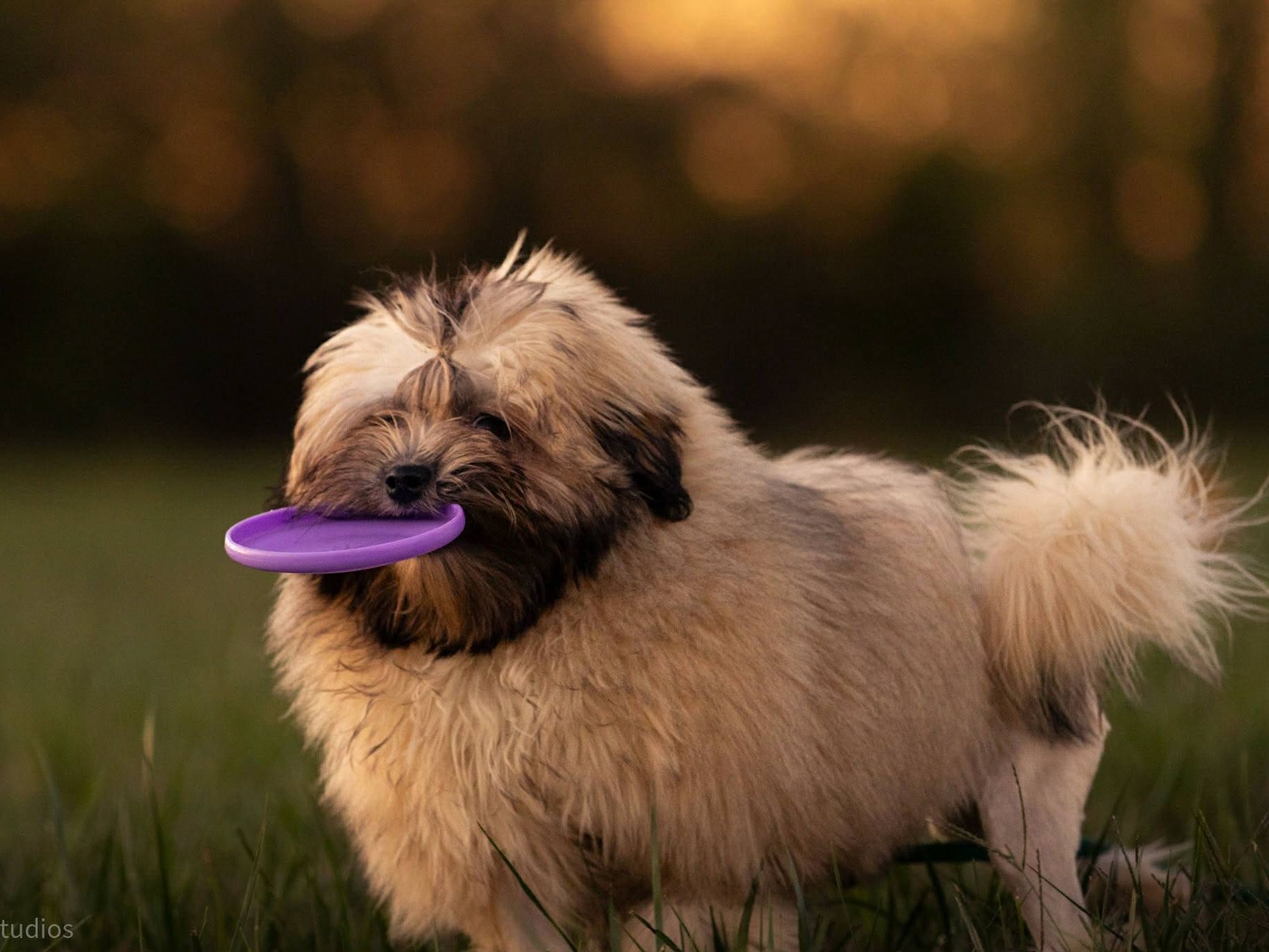 Dog Doppler