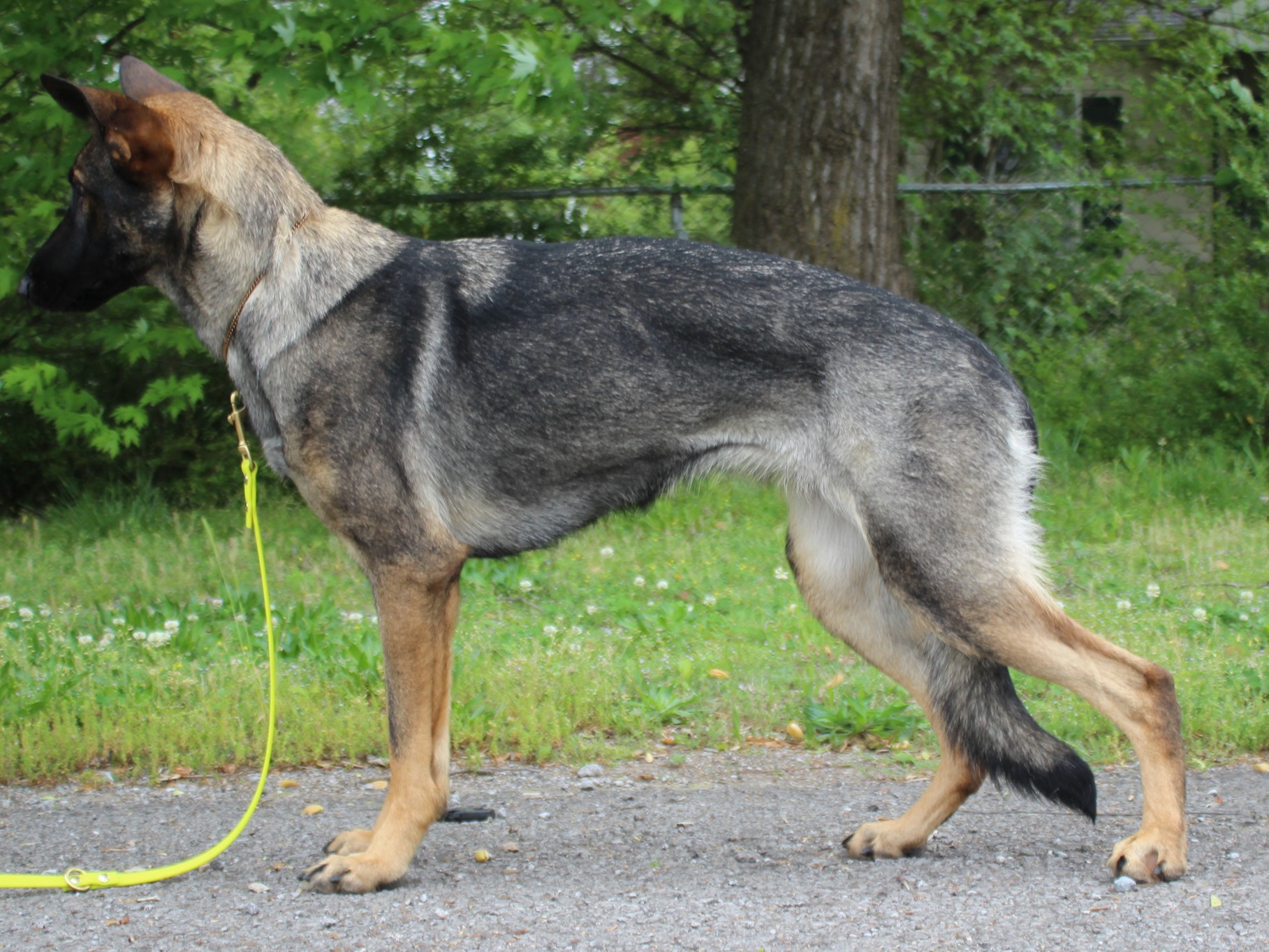 Dog Spawn
