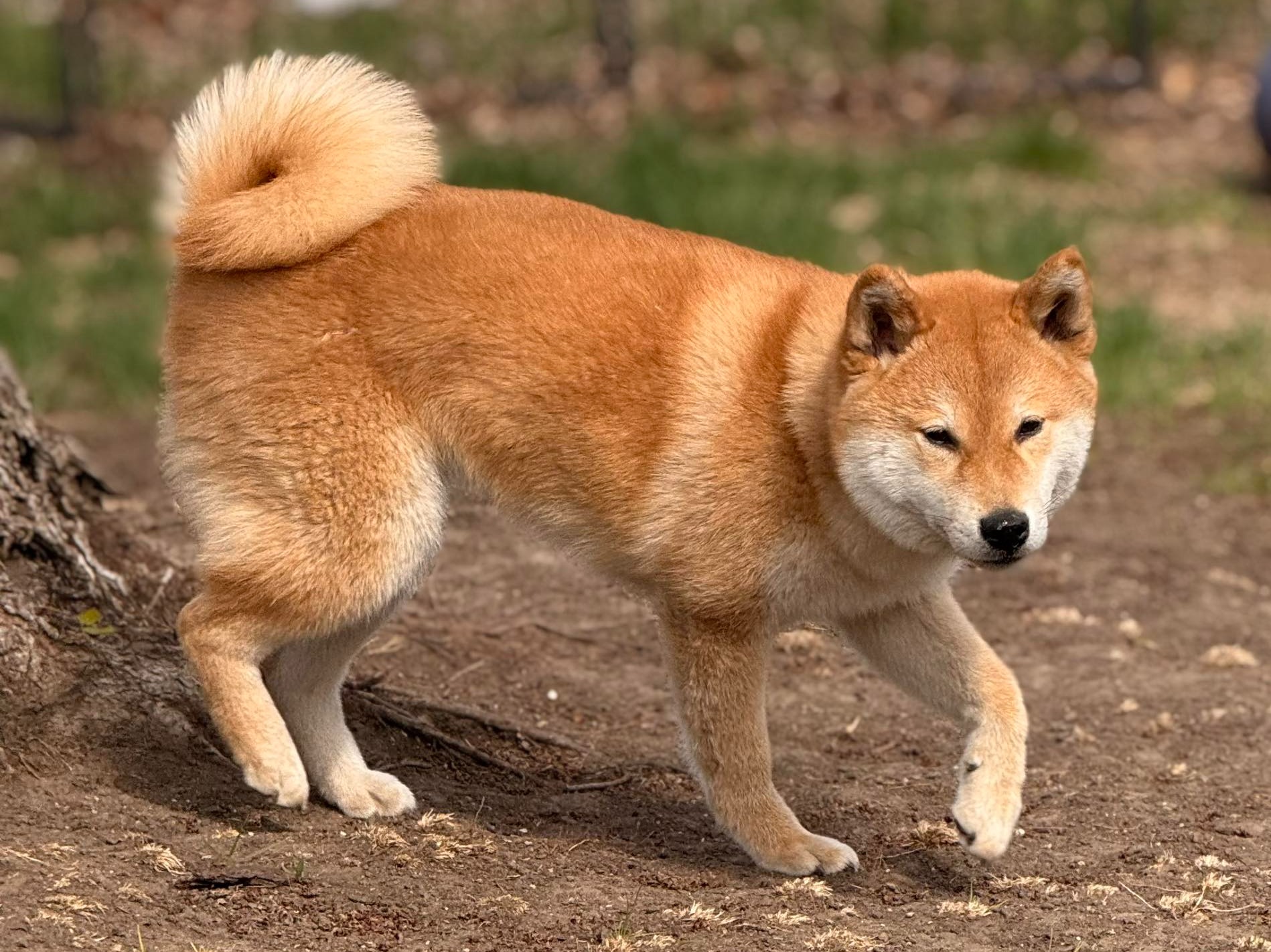 Dog Nikko