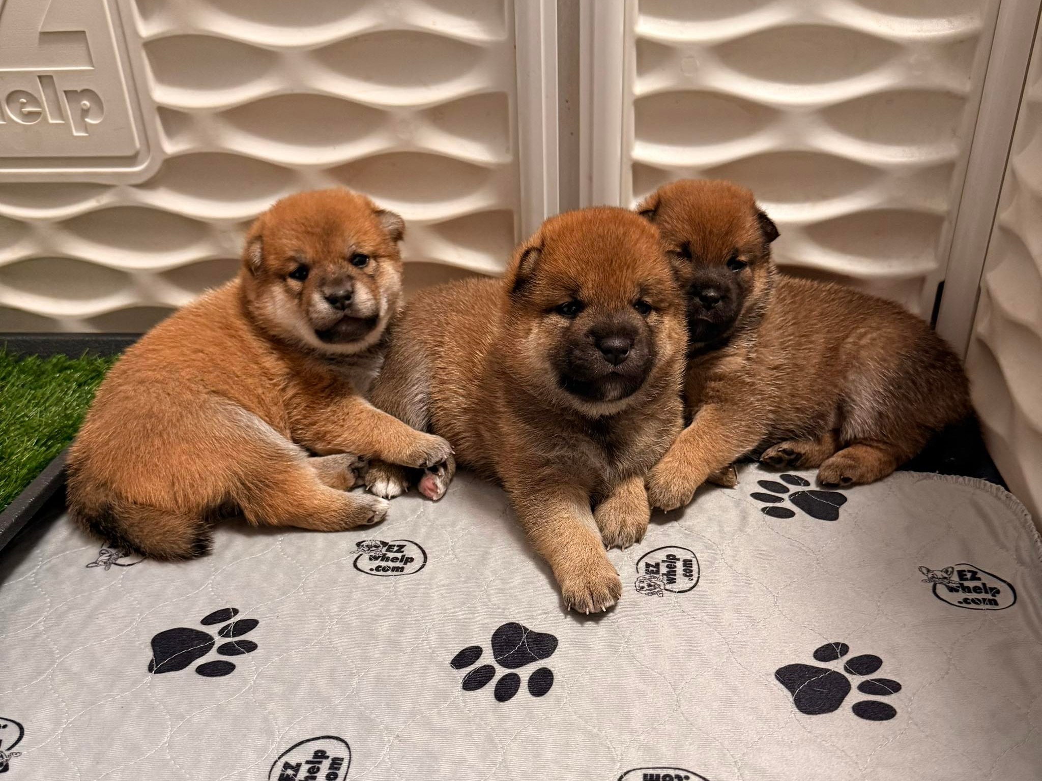 Litter Renton x Byakko