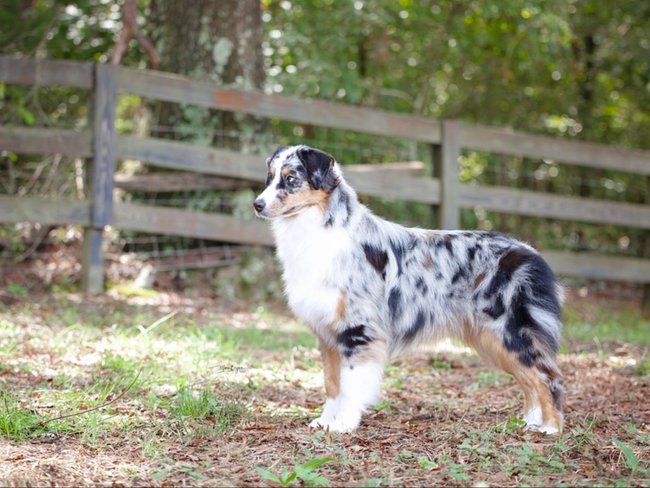 Dog Annie