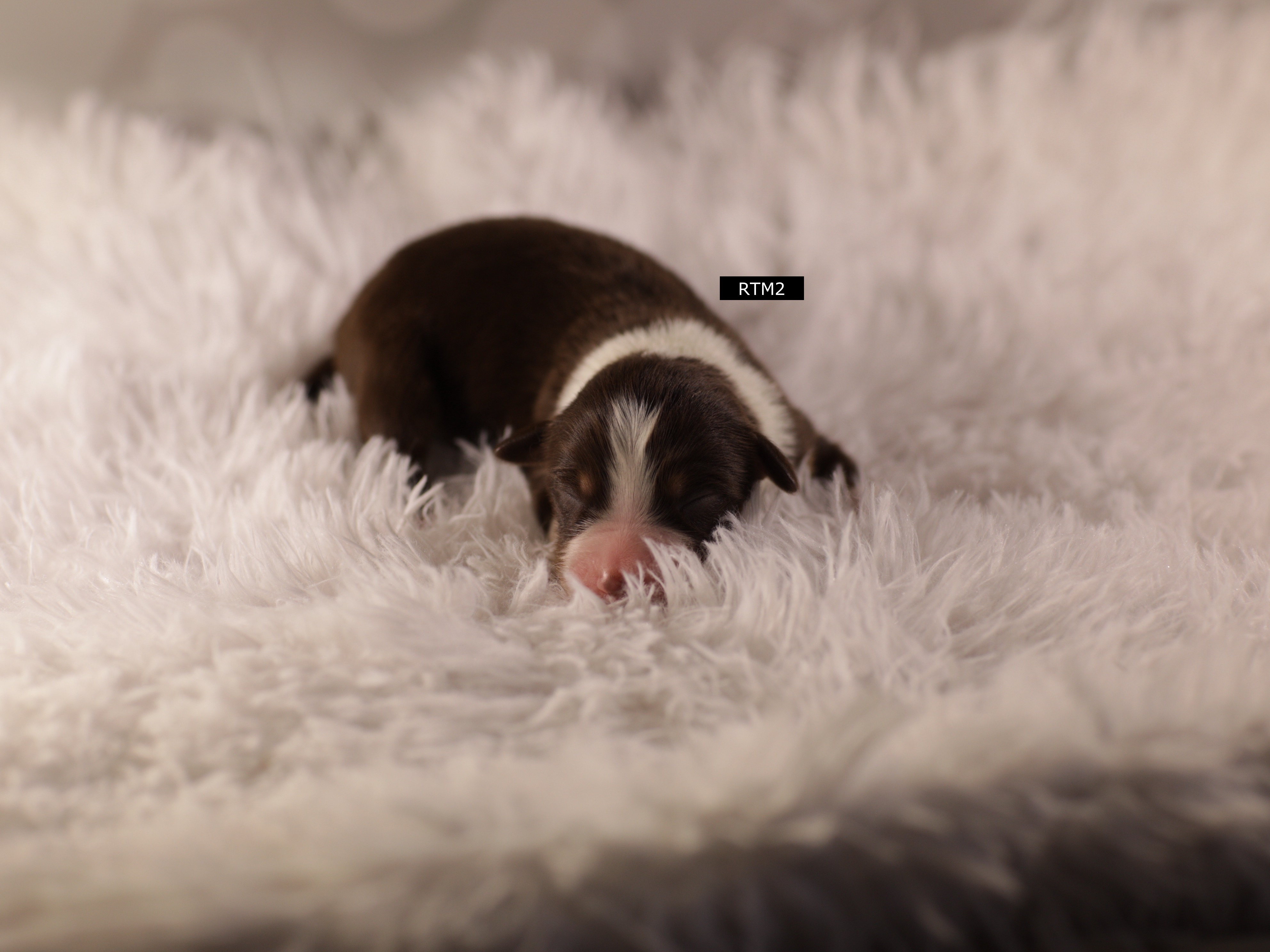 Puppy Preview 0