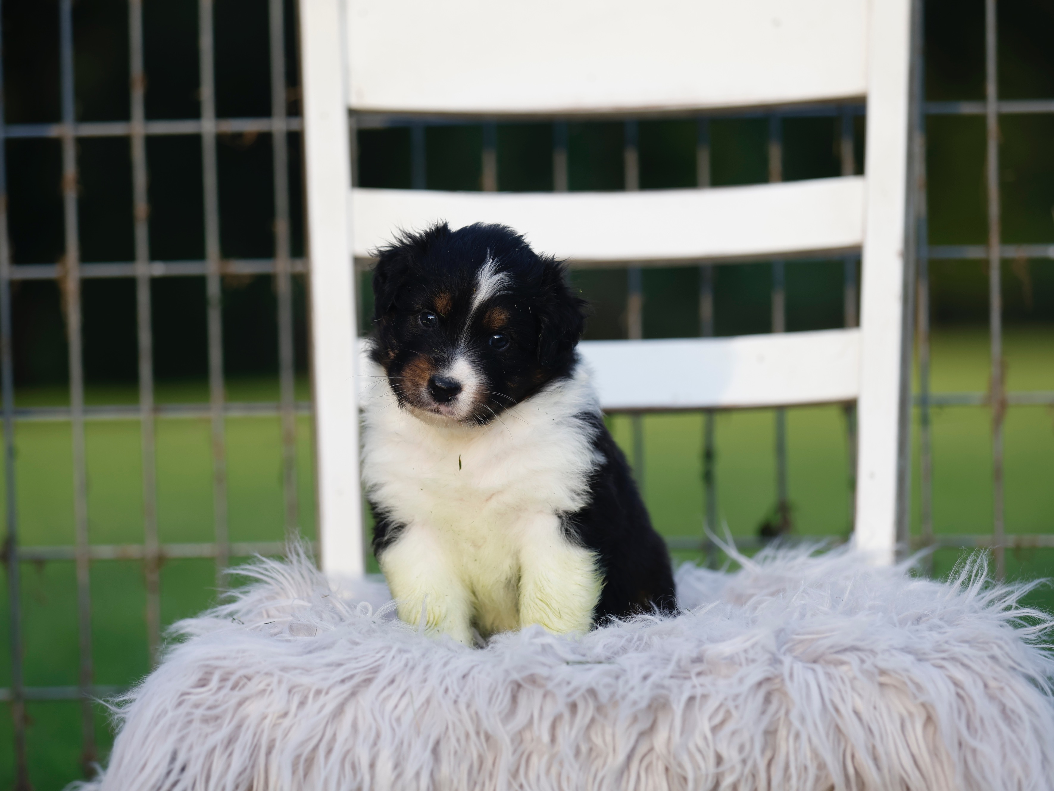puppy