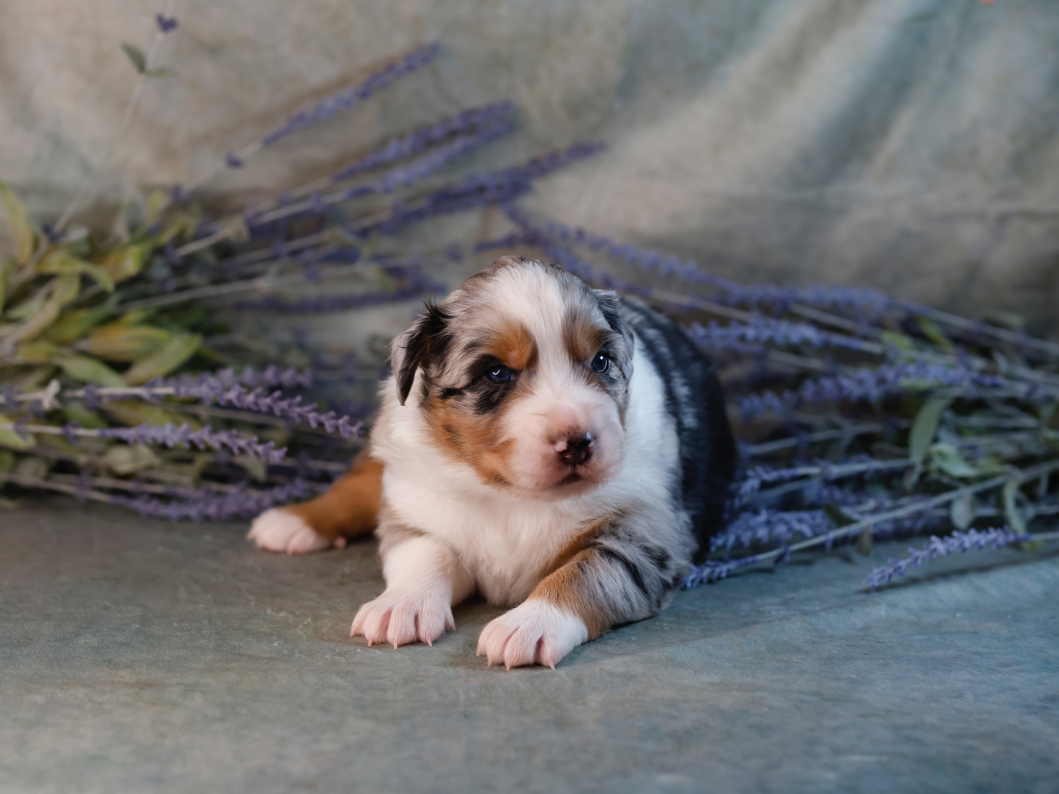 puppy