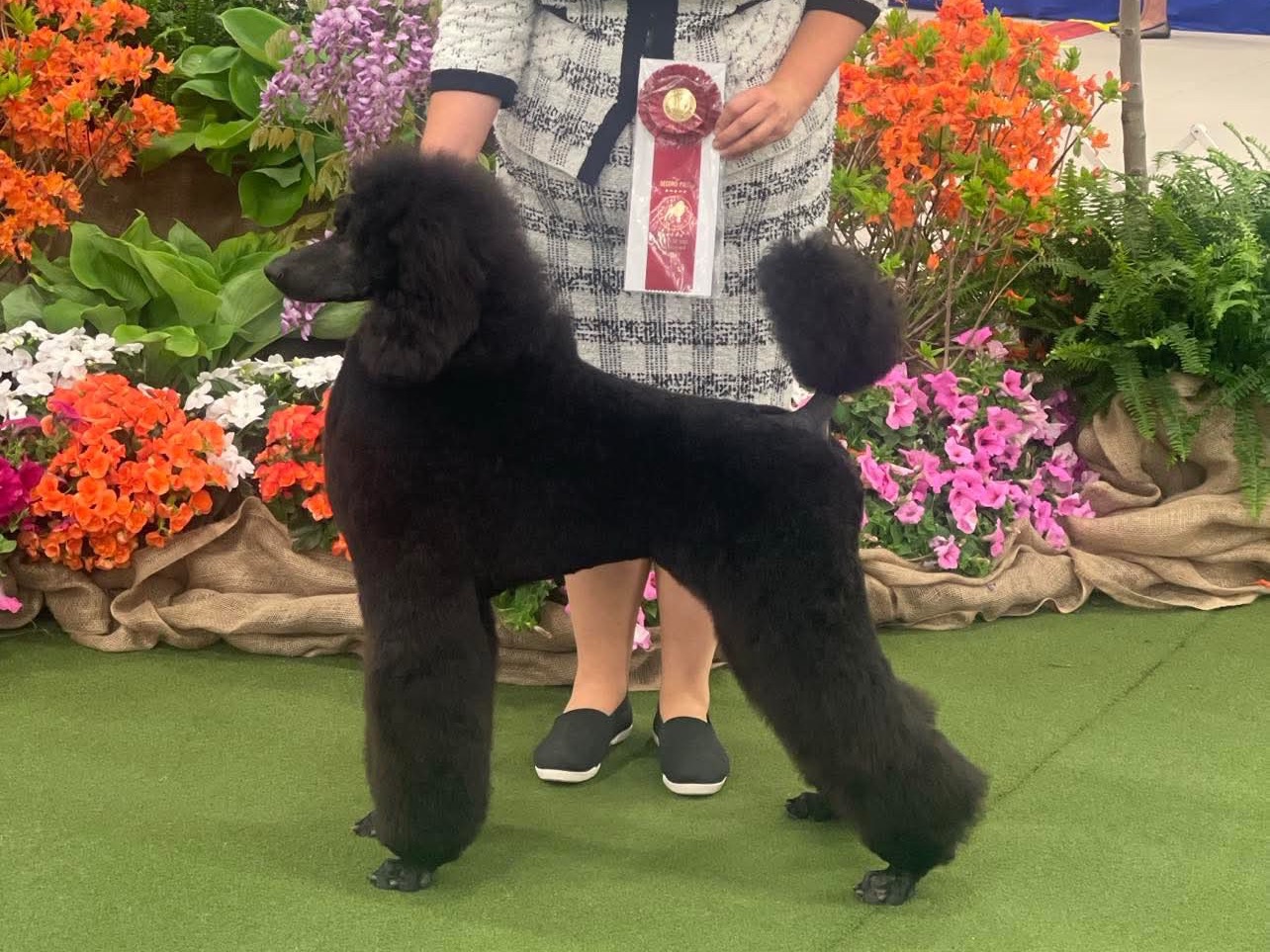 Dog Wham