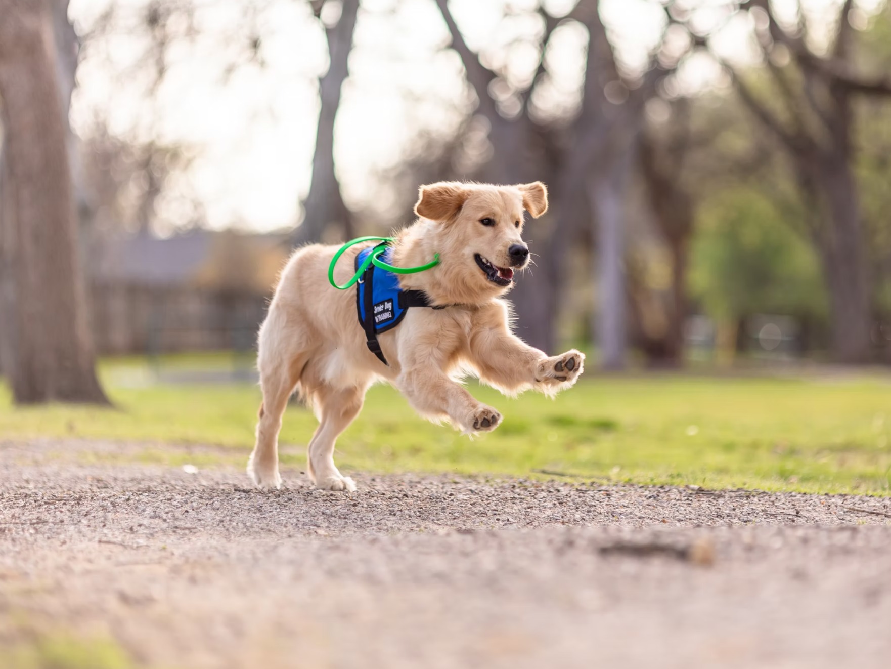 Dog Krypto